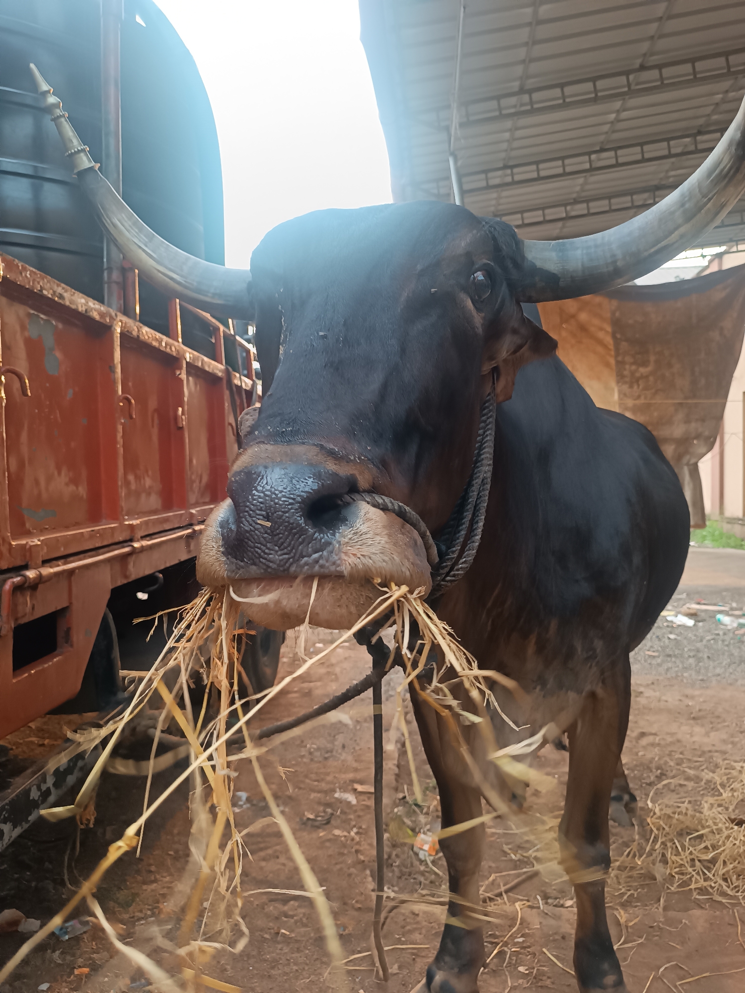 Bull feeding and ancient-style relief sculpture documented in Kalamassery