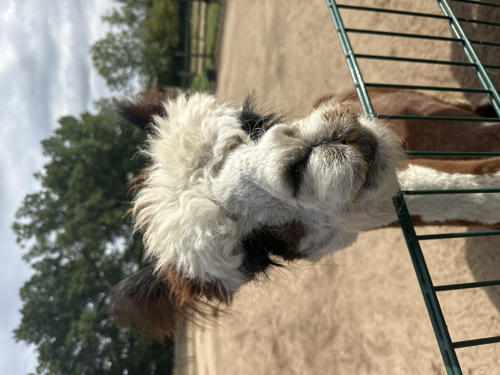 Alpacas, elephants, and sheep at Ziegendorf Zoo
