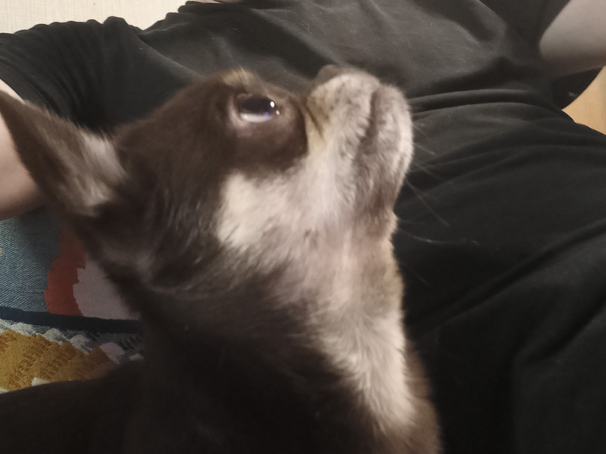 Chihuahua moment: held, resting, chewing a toy in St. Petersburg
