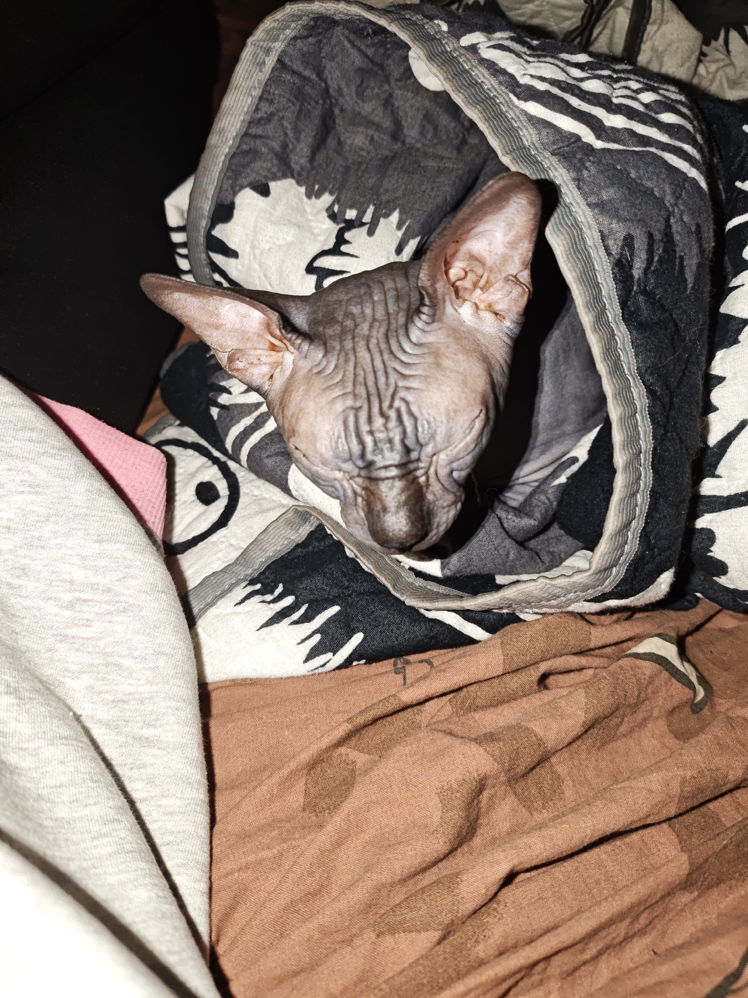 Chill night in: hairless cat, phone, and video games