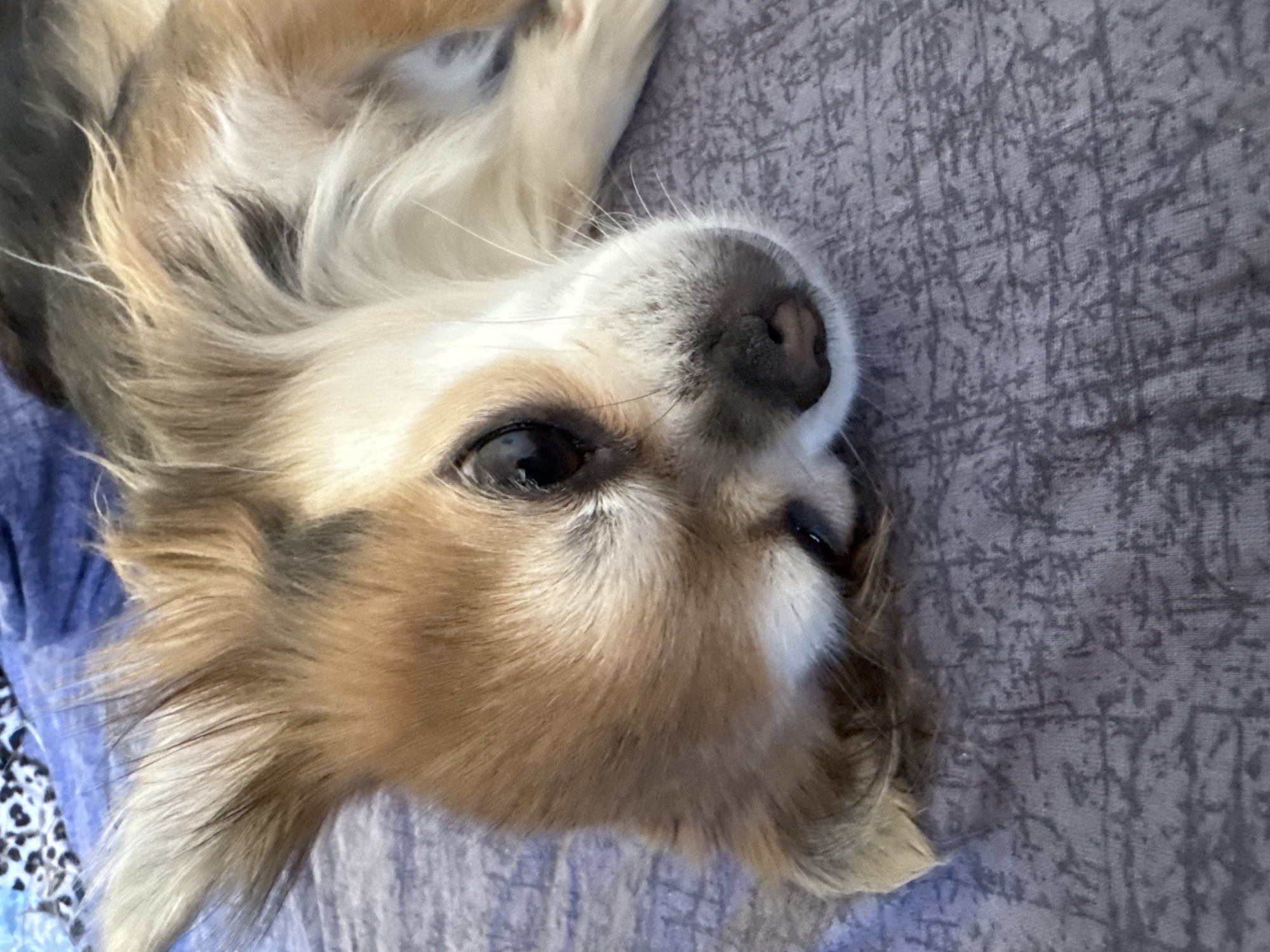 Chihuahua plays with toy in Saint Petersburg apartment