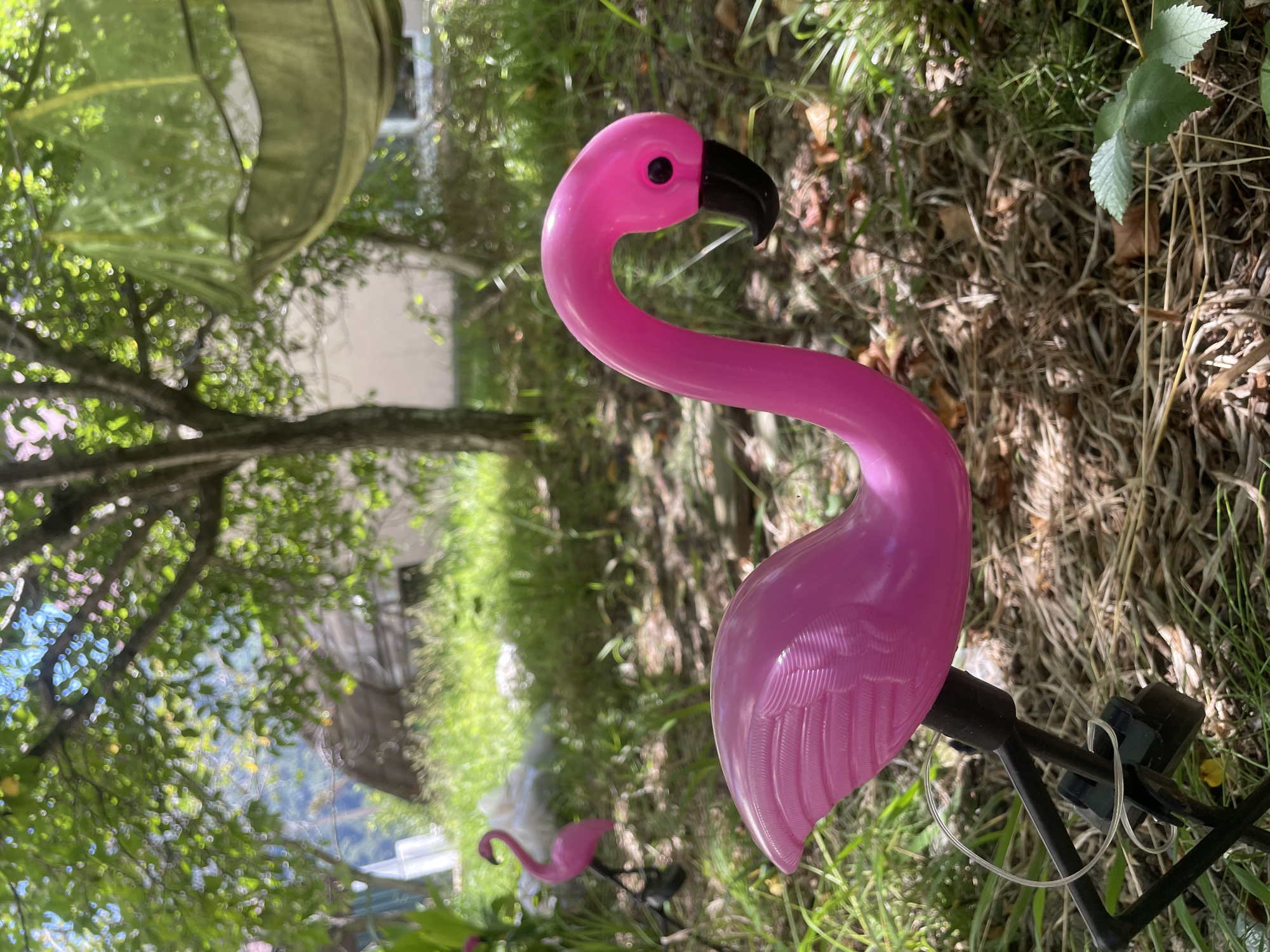 Backyard summer details: flamingo, hammock, figs, shells, and pool