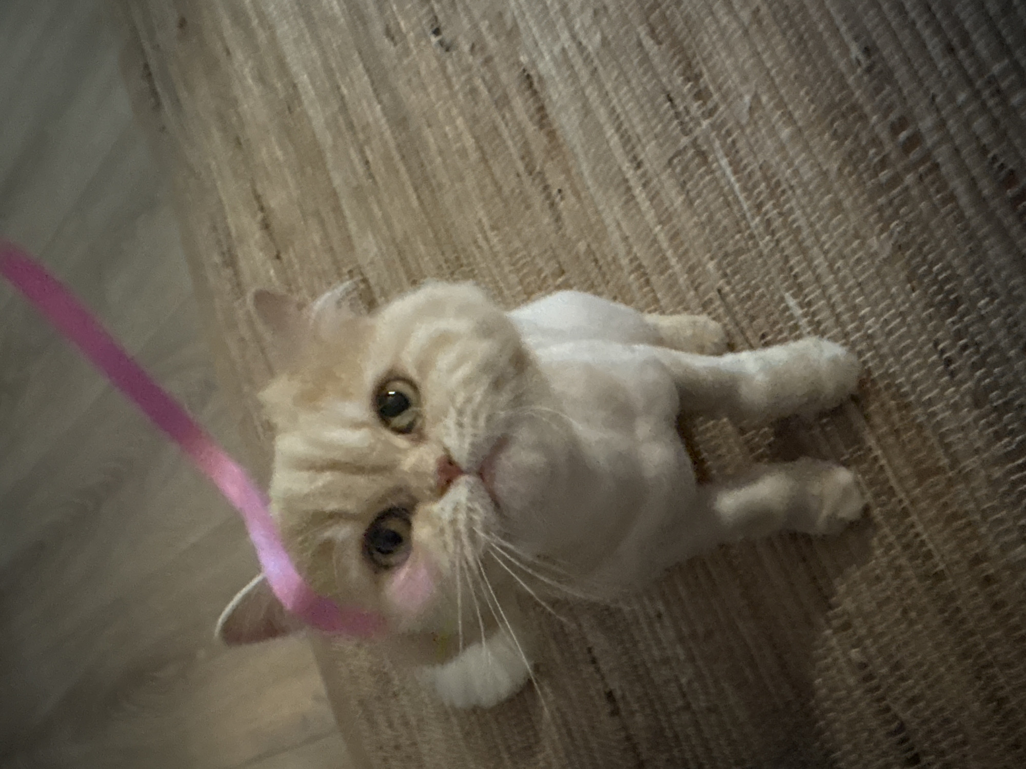 Persian cat, fruit bowls, and a pink smoothie at home in Heerlen