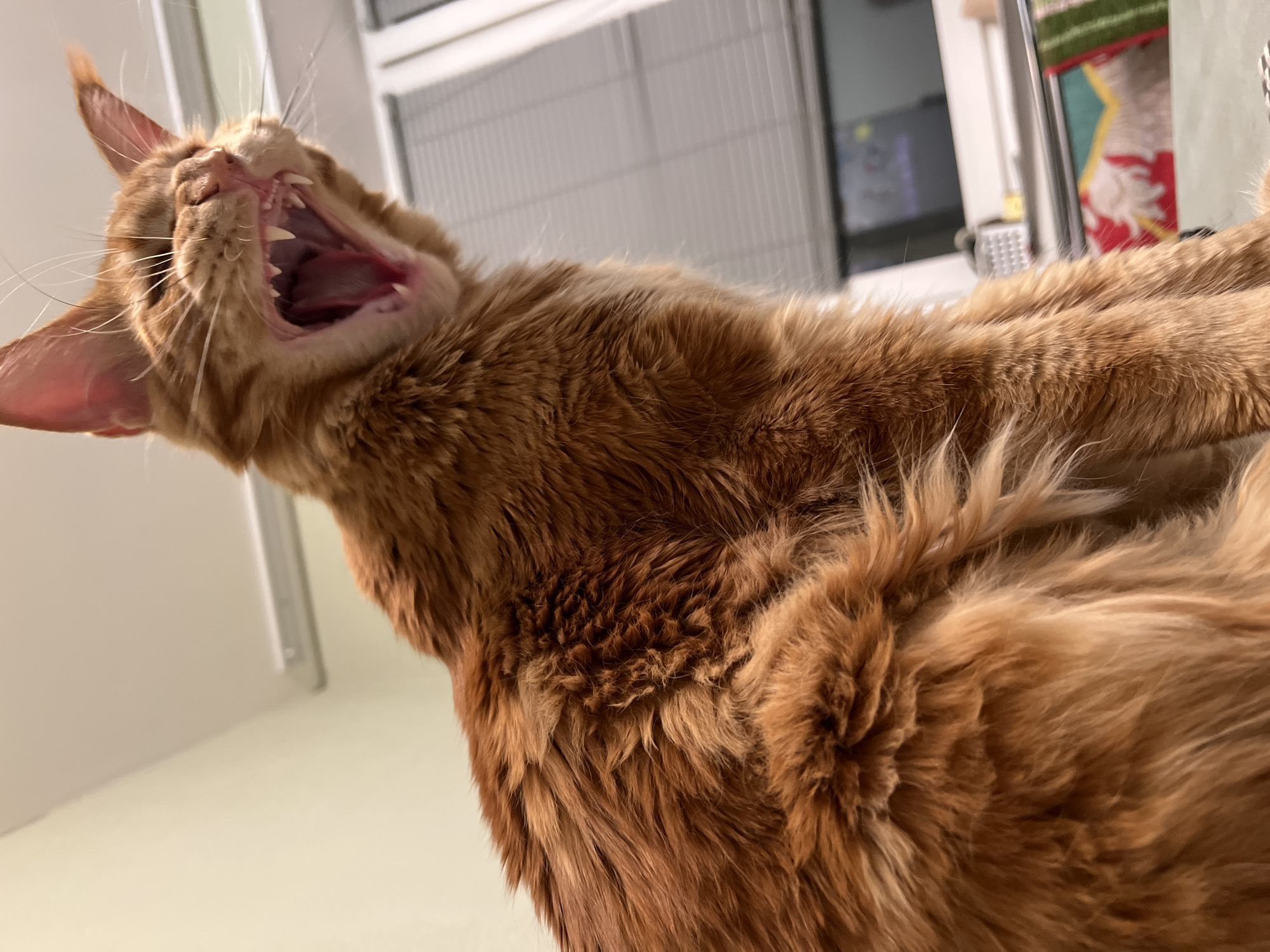 Casual indoor moments: yawning cat and shopping trip in Petersburg