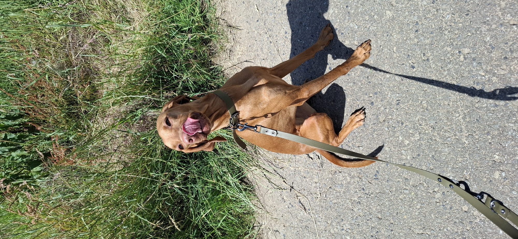 Vizsla out for a walk on a sunny afternoon in Nörvenich