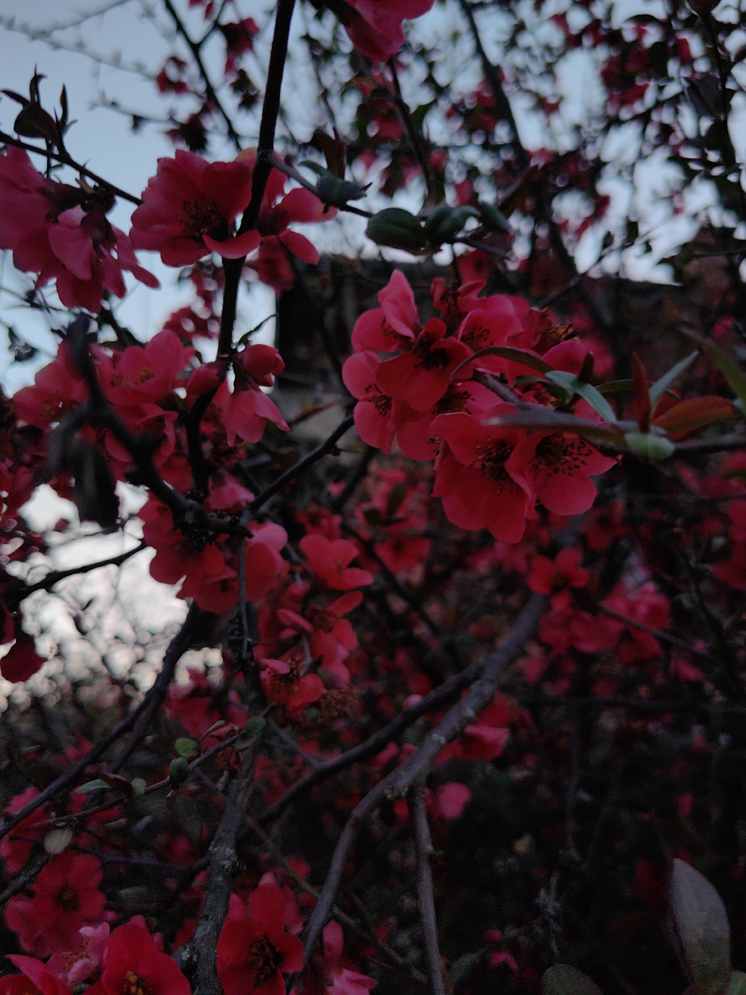 Spring blooms and village infrastructure observed in Rozino, Bulgaria