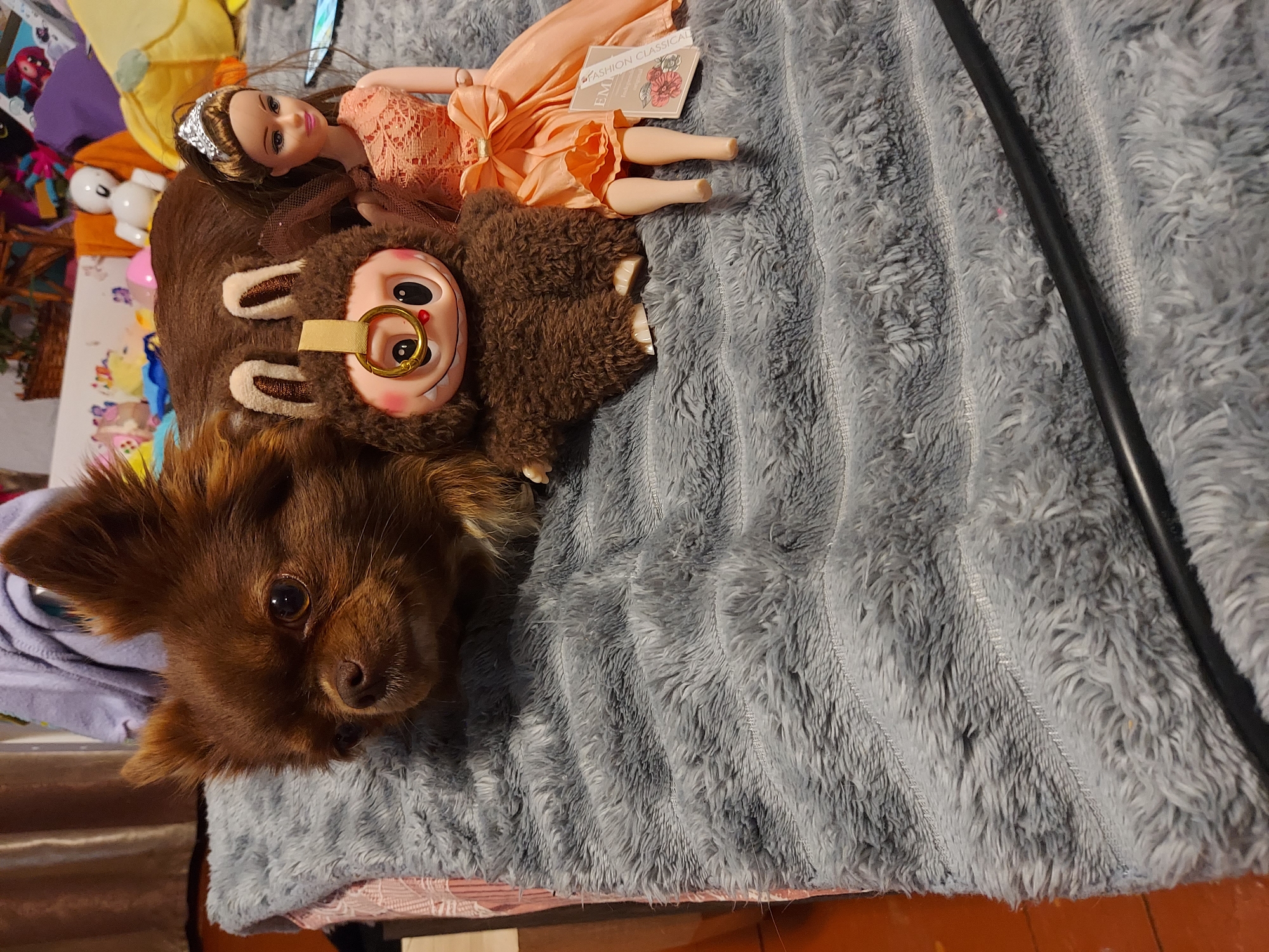 Woman, marmoset monkey, and Chihuahua documented in indoor setting