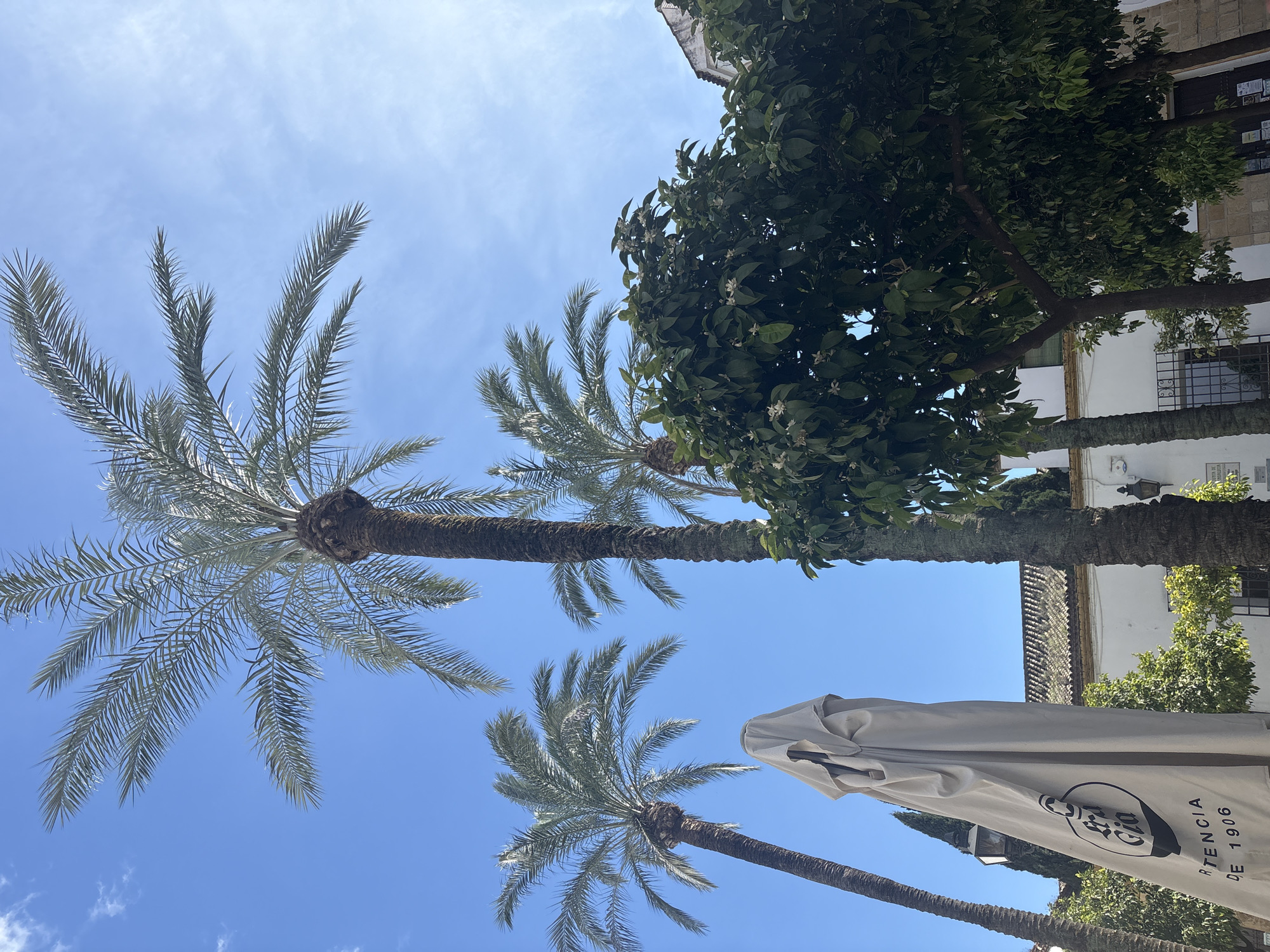 Palm trees photographed against blue sky in Córdoba