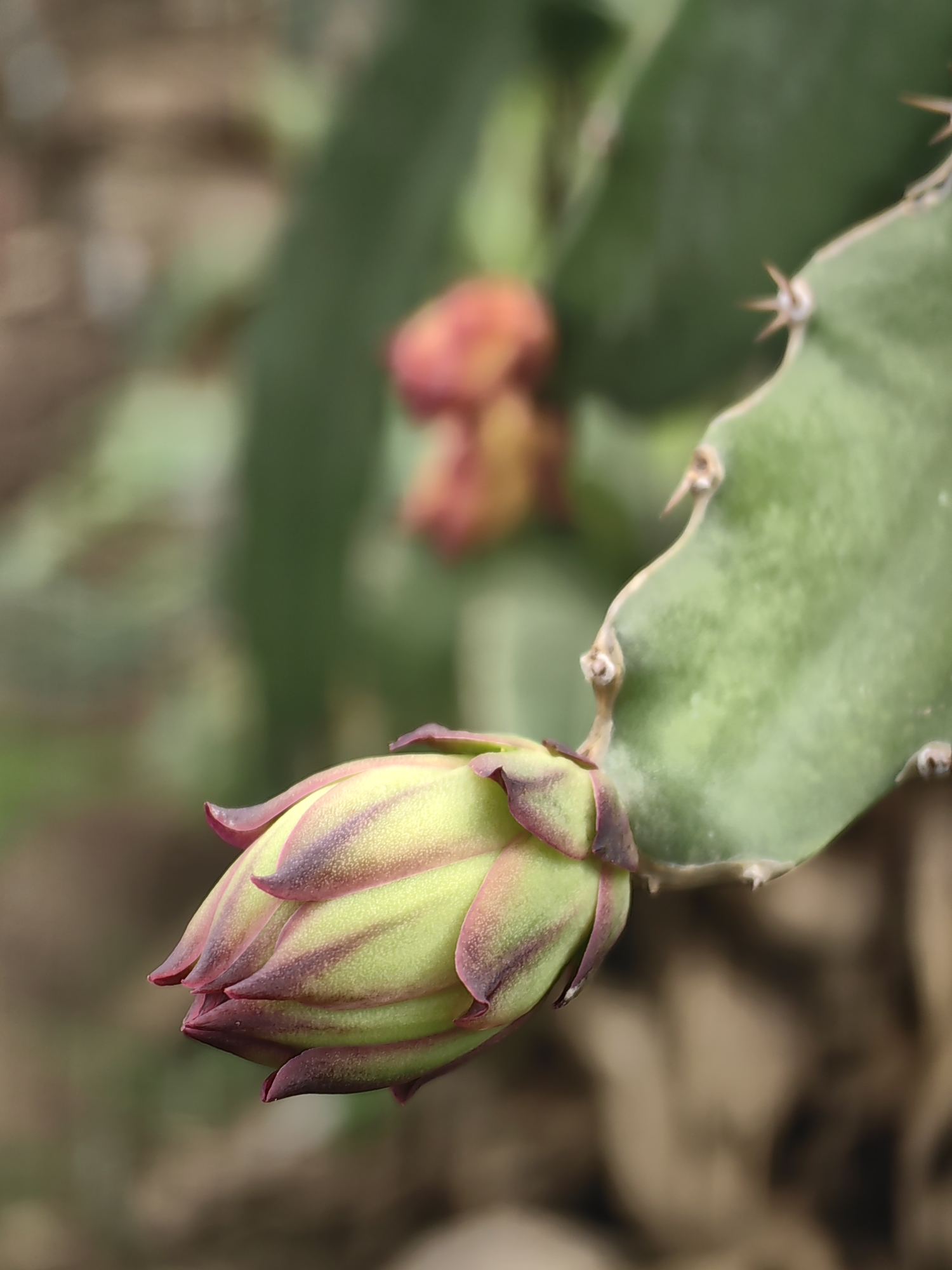 Dragon fruit farm in Walsawangi shows buds and developing fruit