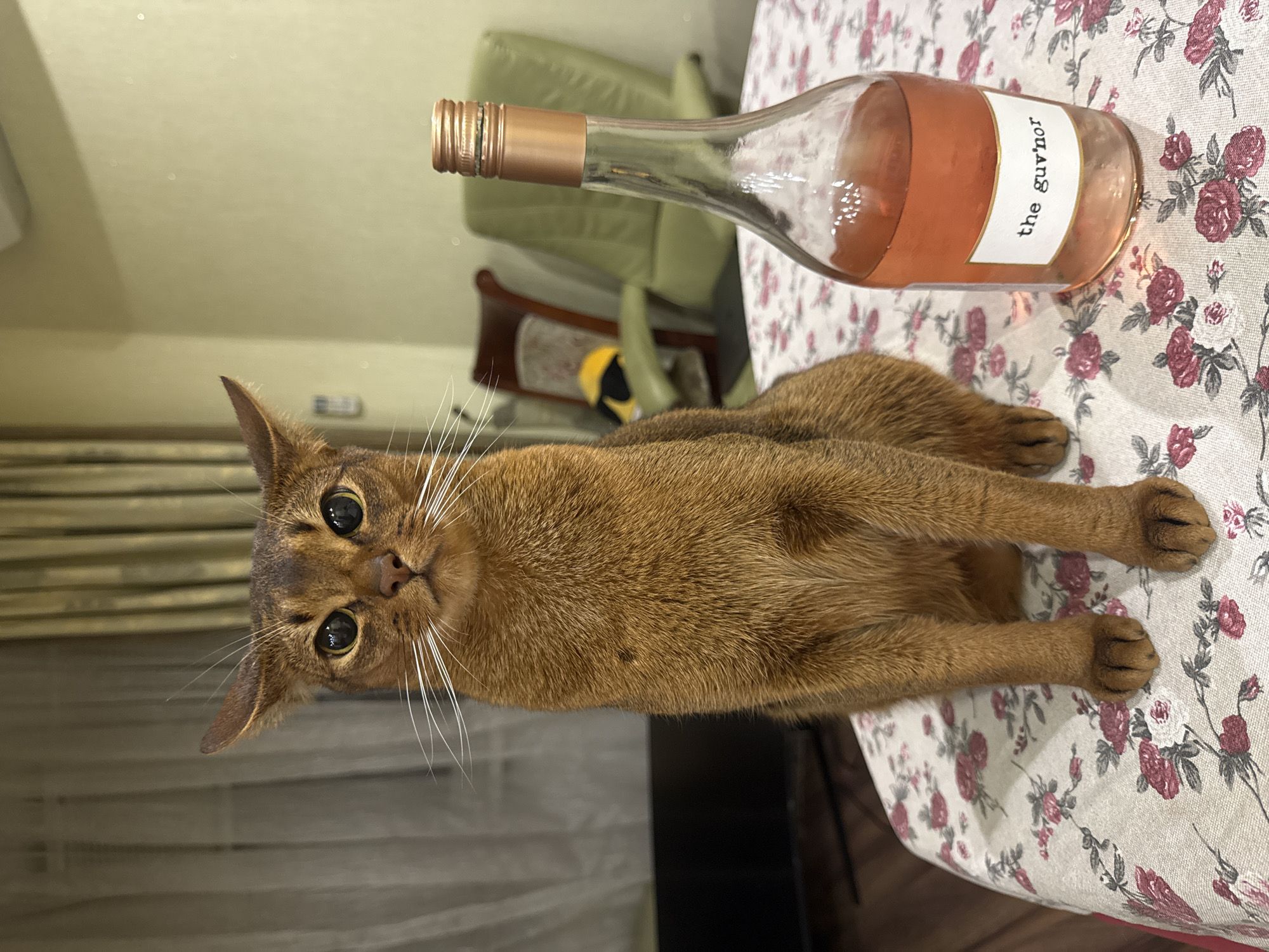Abyssinian cat on floral table beside a bottle of rosé