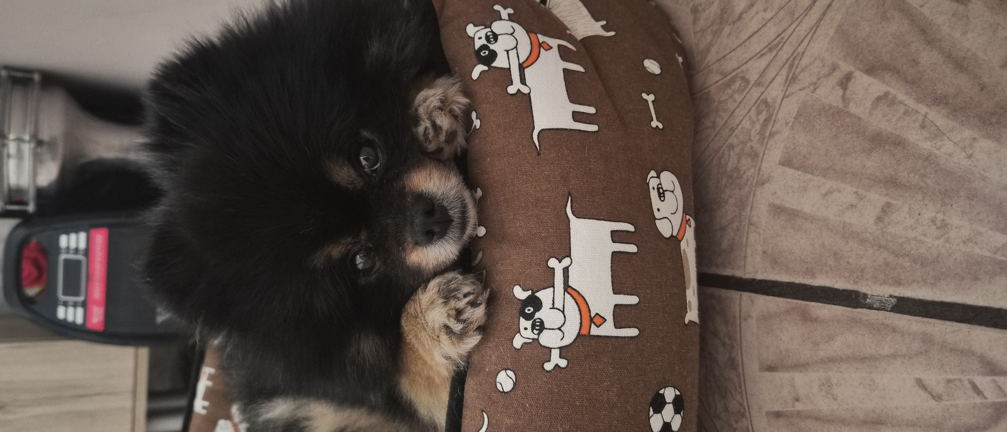 Pomeranian rests in patterned dog bed in Plovdiv home