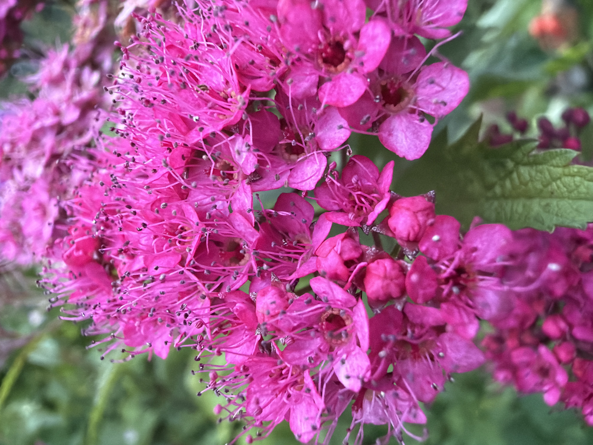 Close-up garden flower series, multiple varieties in bloom