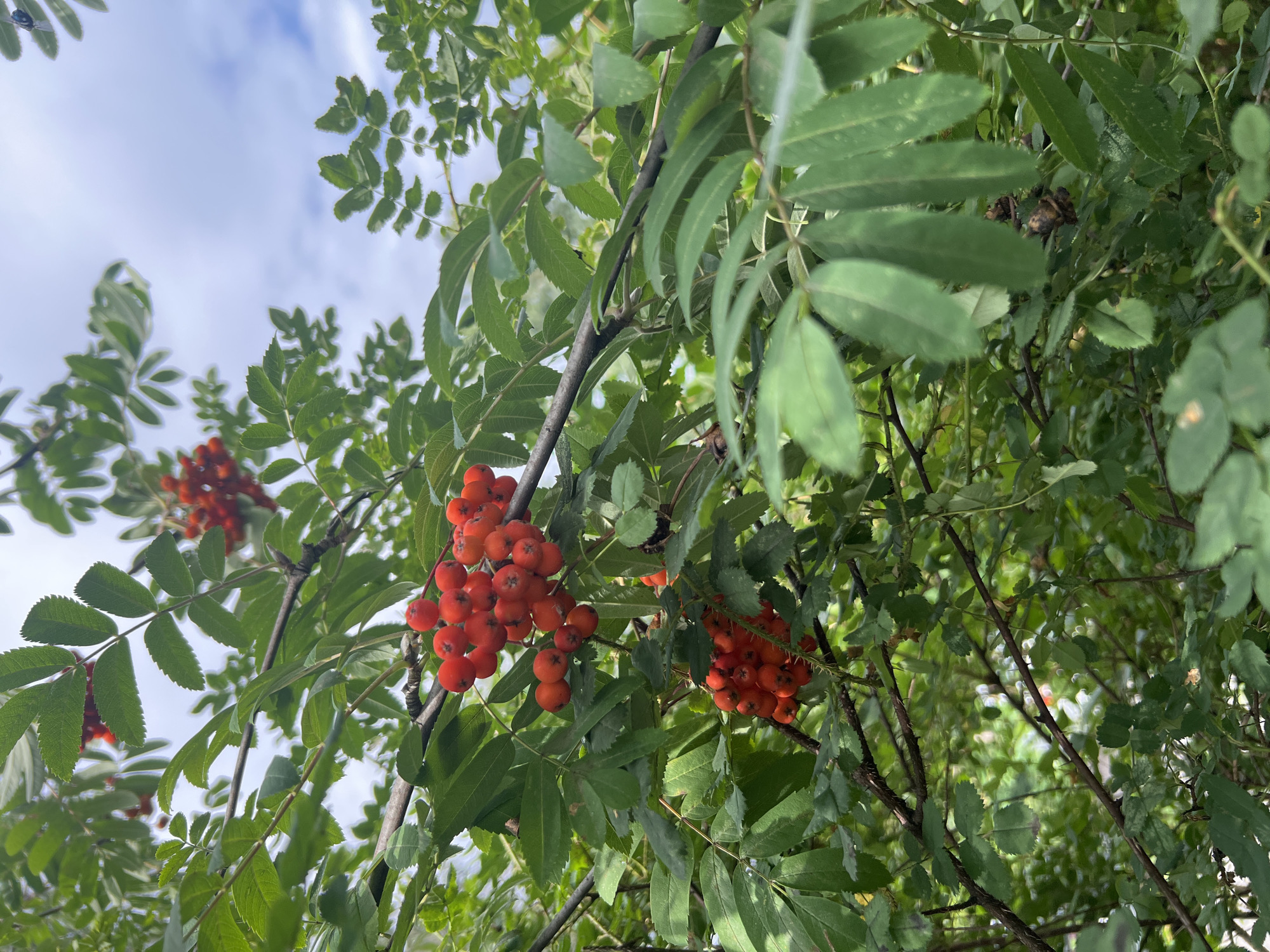 Rowan berries and hydrangeas in close-up bloom
