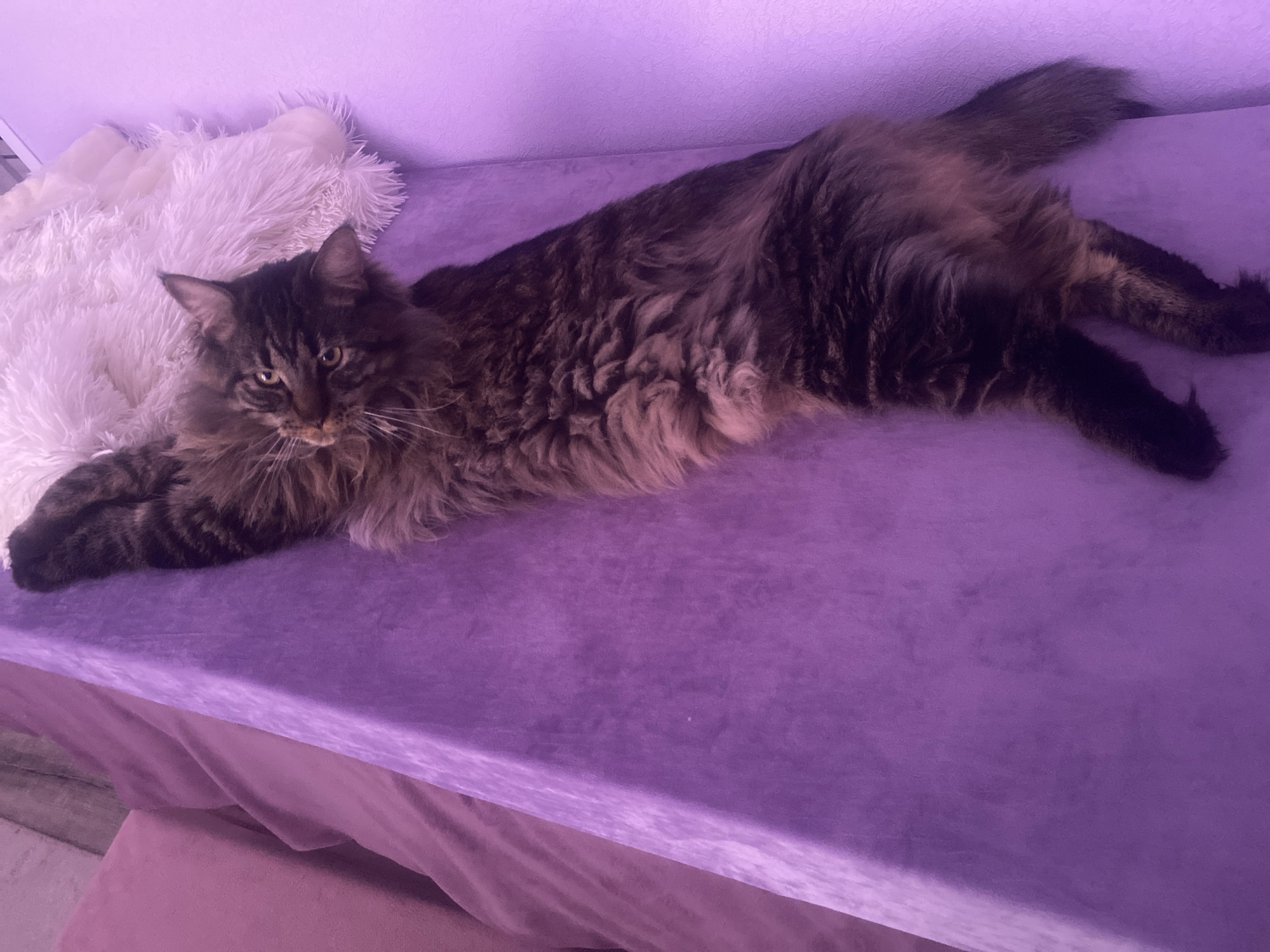 Long-haired tabby cat rests on purple furniture in Artyom