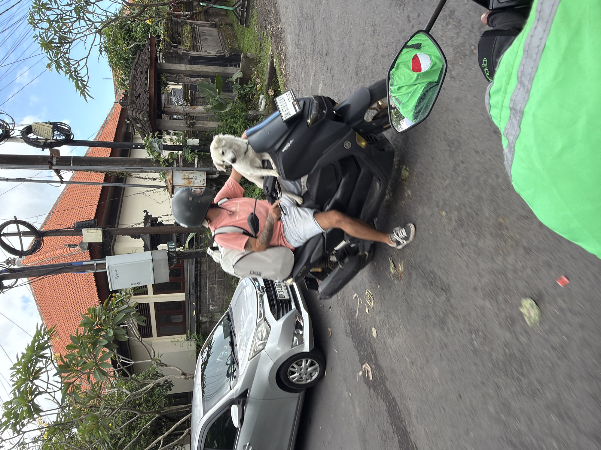 Motorcyclist rides with white dog in North Kuta, Indonesia
