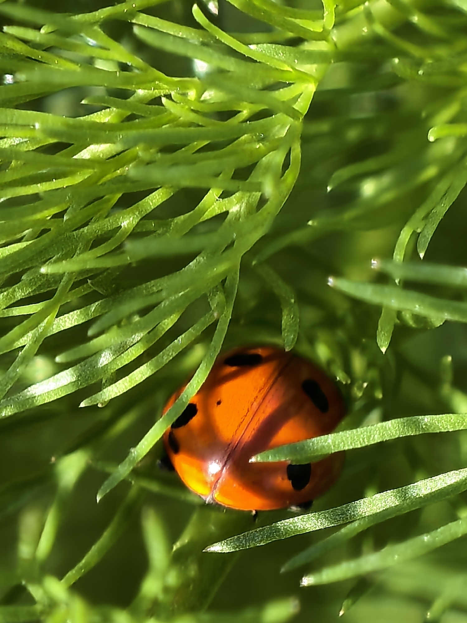 Morning nature scenes: ladybug, fields, mountains observed Friday
