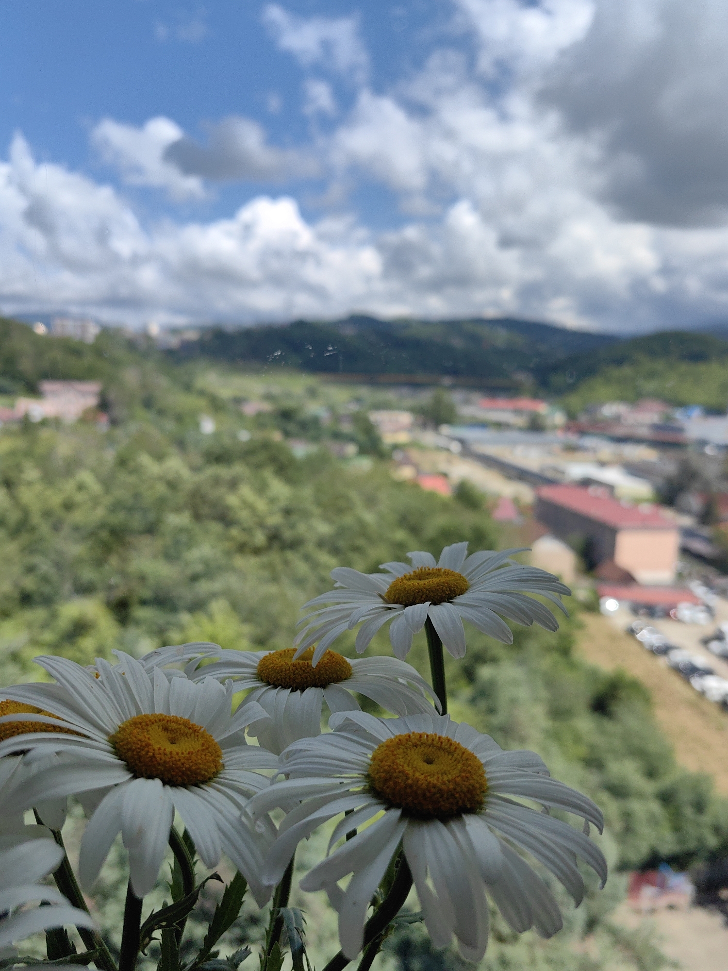 Early morning Sochi: hillside city views and greenery