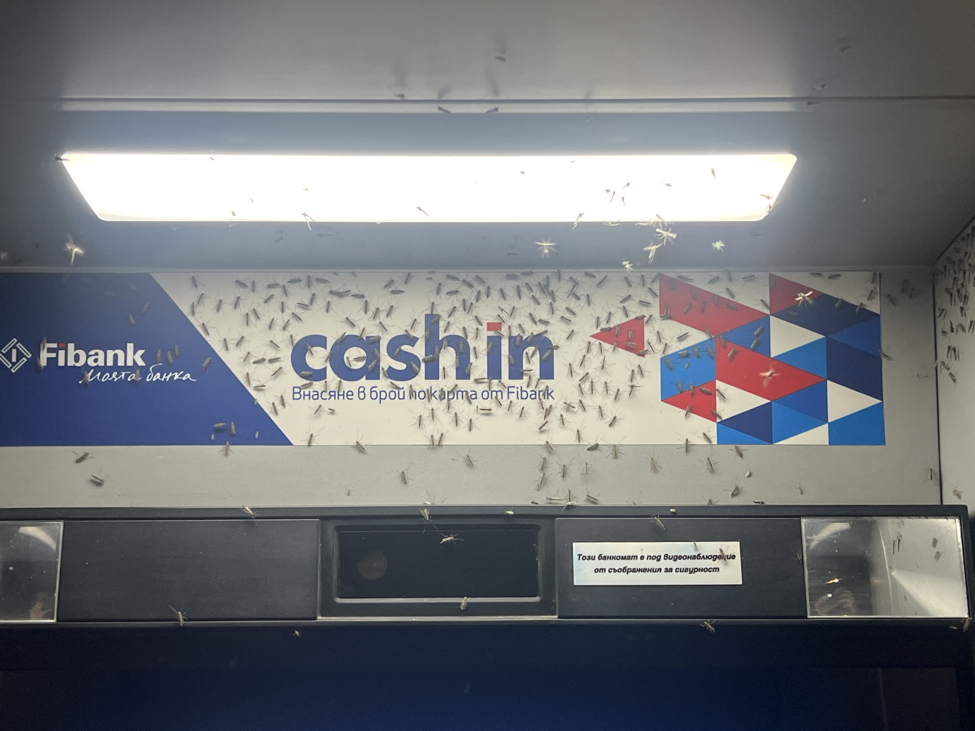 Insect swarm invades Bulgarian bank ATM vestibule in Burgas