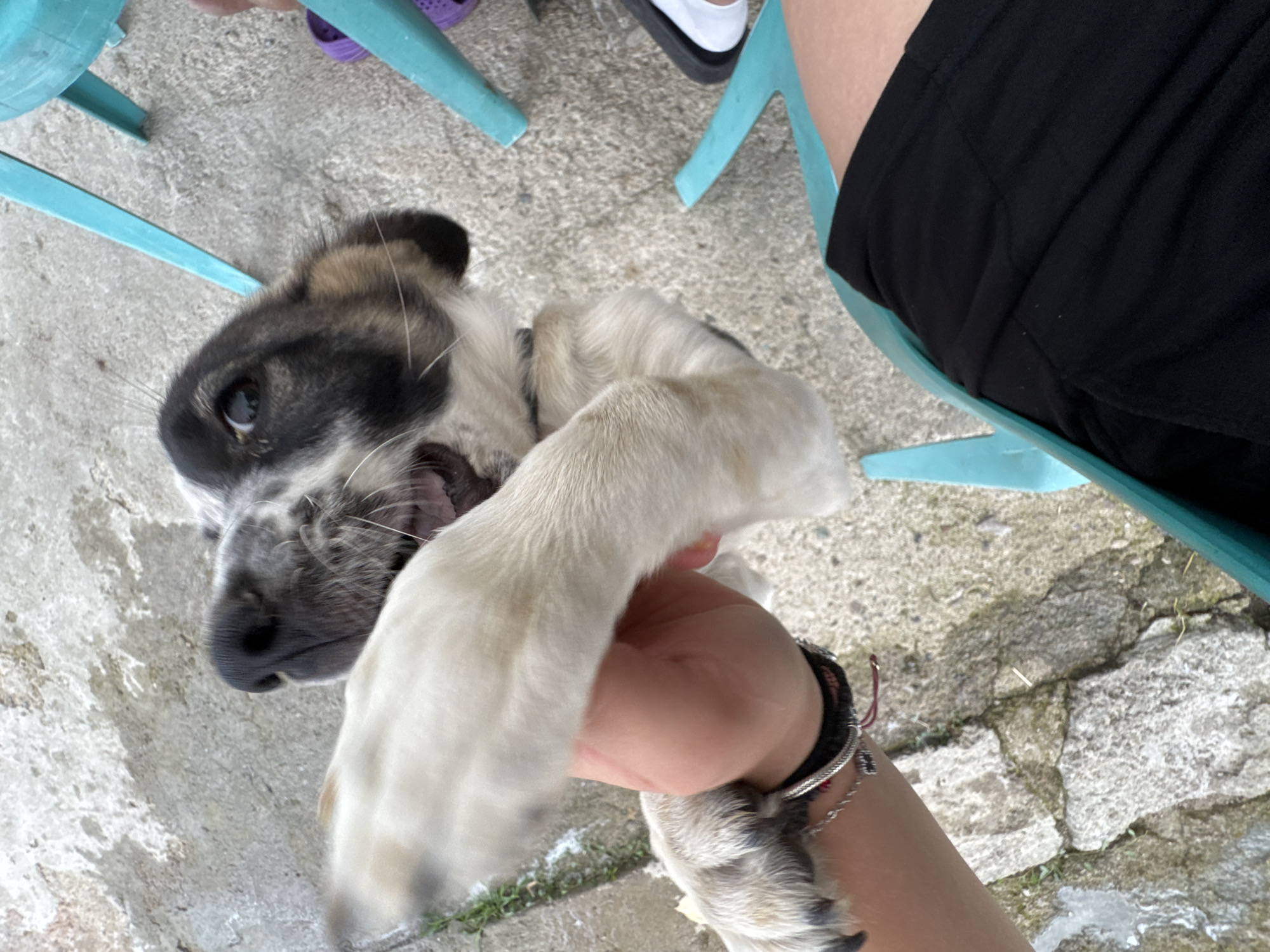 Playful puppy afternoon outside a cabin in Sredets
