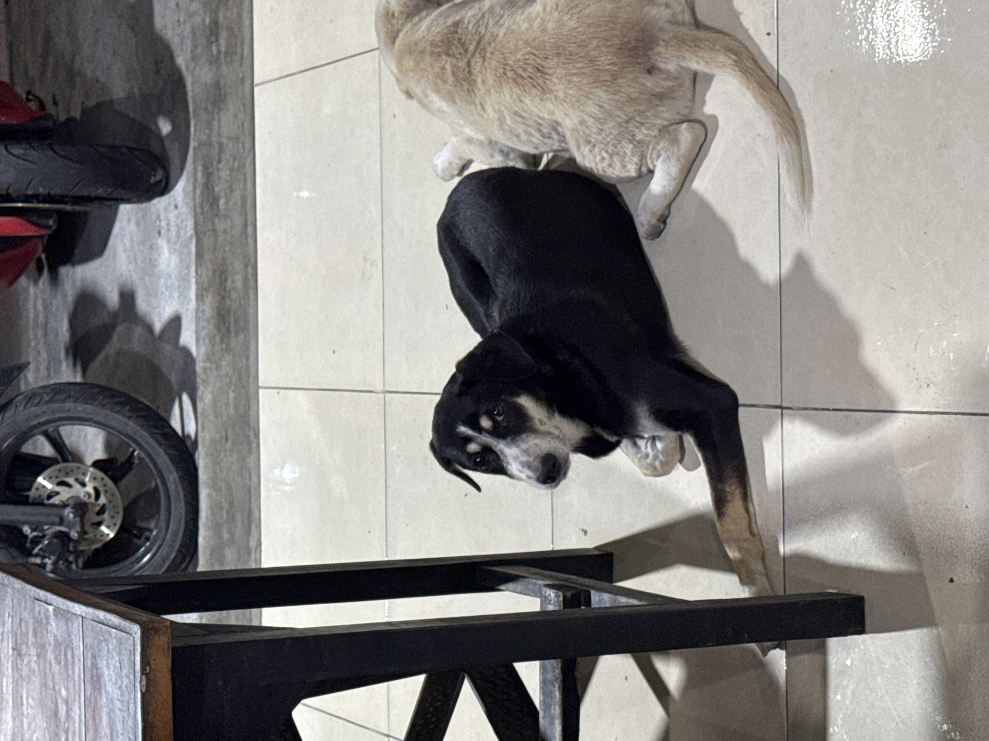 Street dogs lounging at an outdoor spot in Kuta