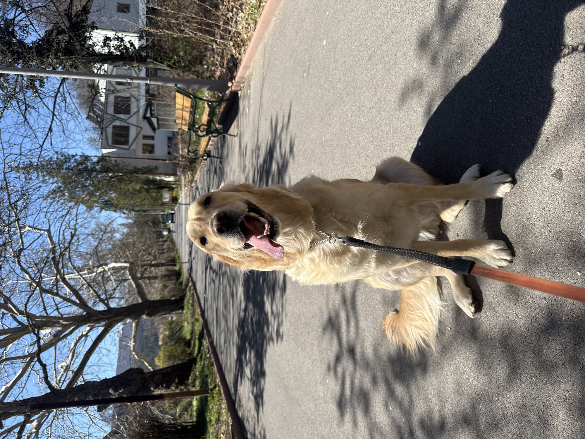 Dog enjoys spring morning walk in Pernik, Bulgaria