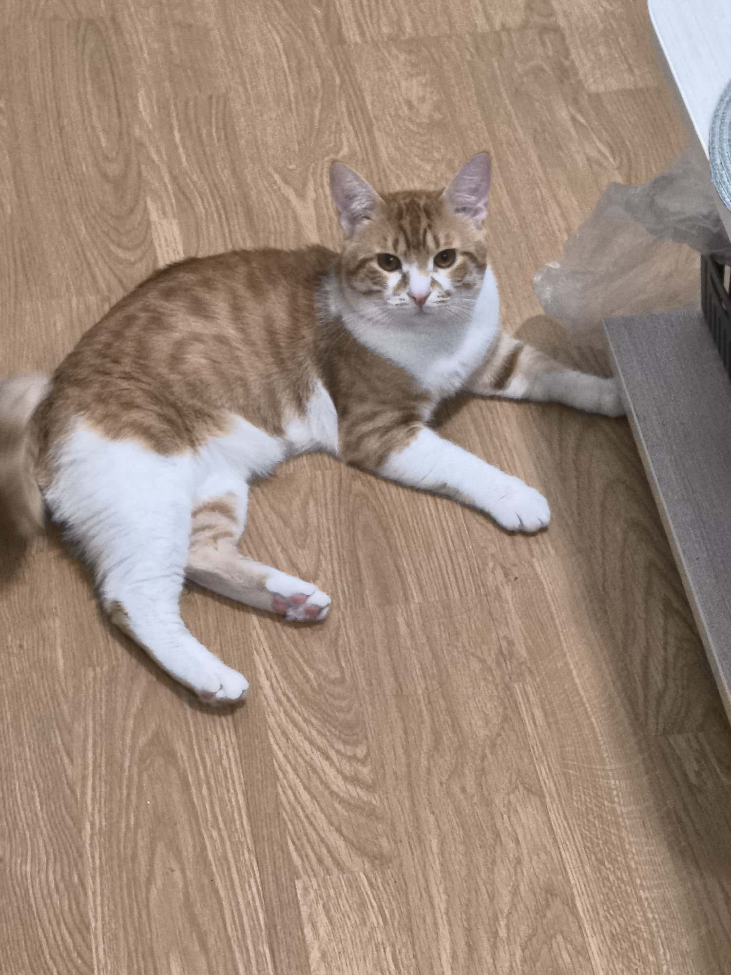 Cat plays, rests while bread bakes in Varna home