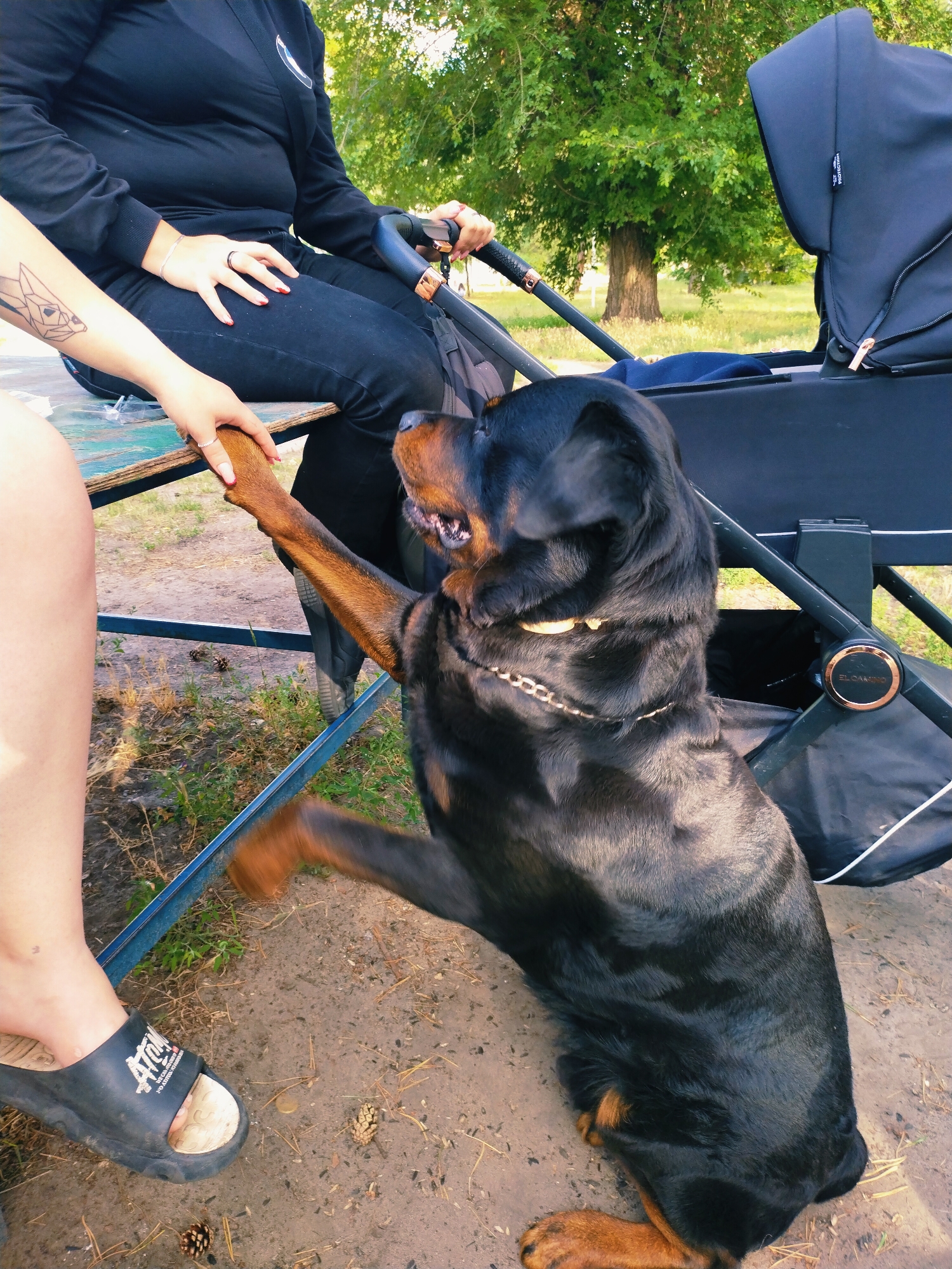 Quiet afternoon with a Rottweiler, pigeons, and a cat in Horishni Plavni