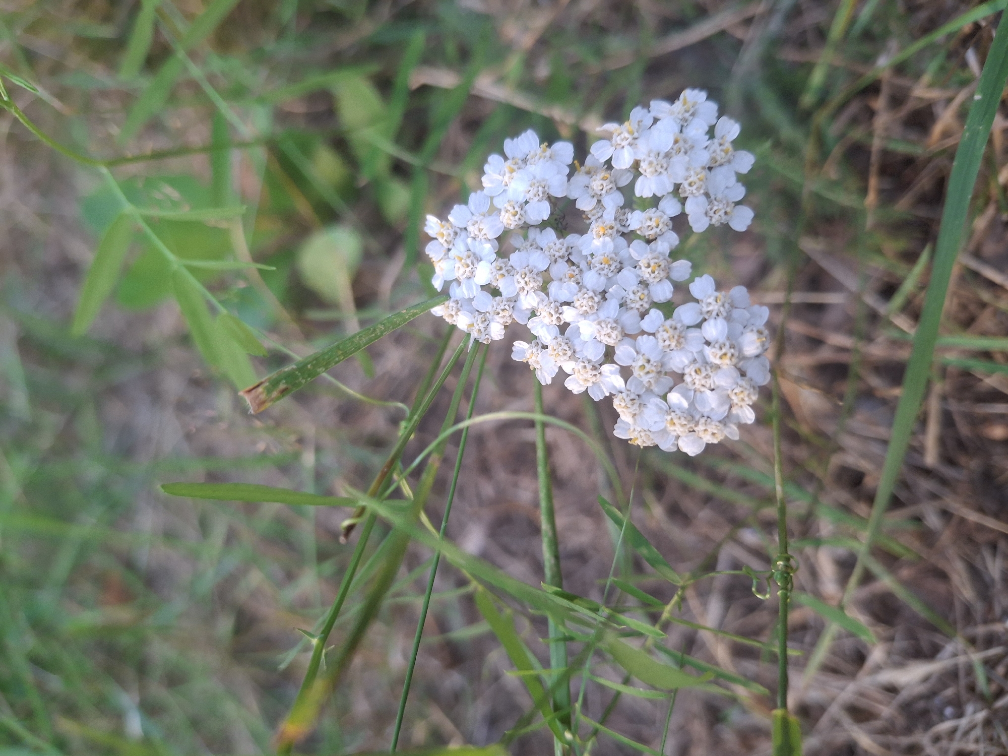 Ozerki(Krasnodolinskaya), Russia