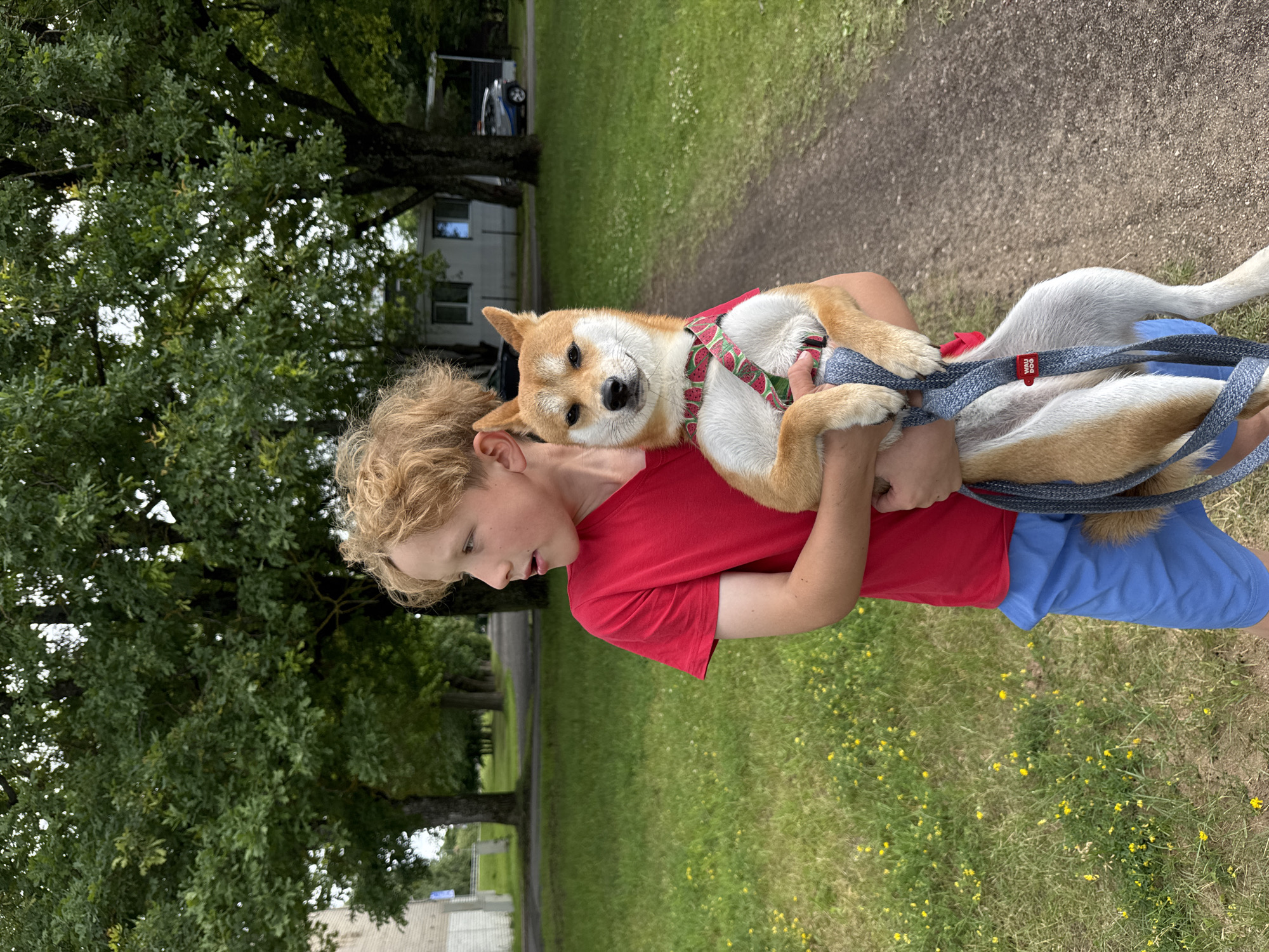 Holding a Shiba Inu in Carnikava, Latvia