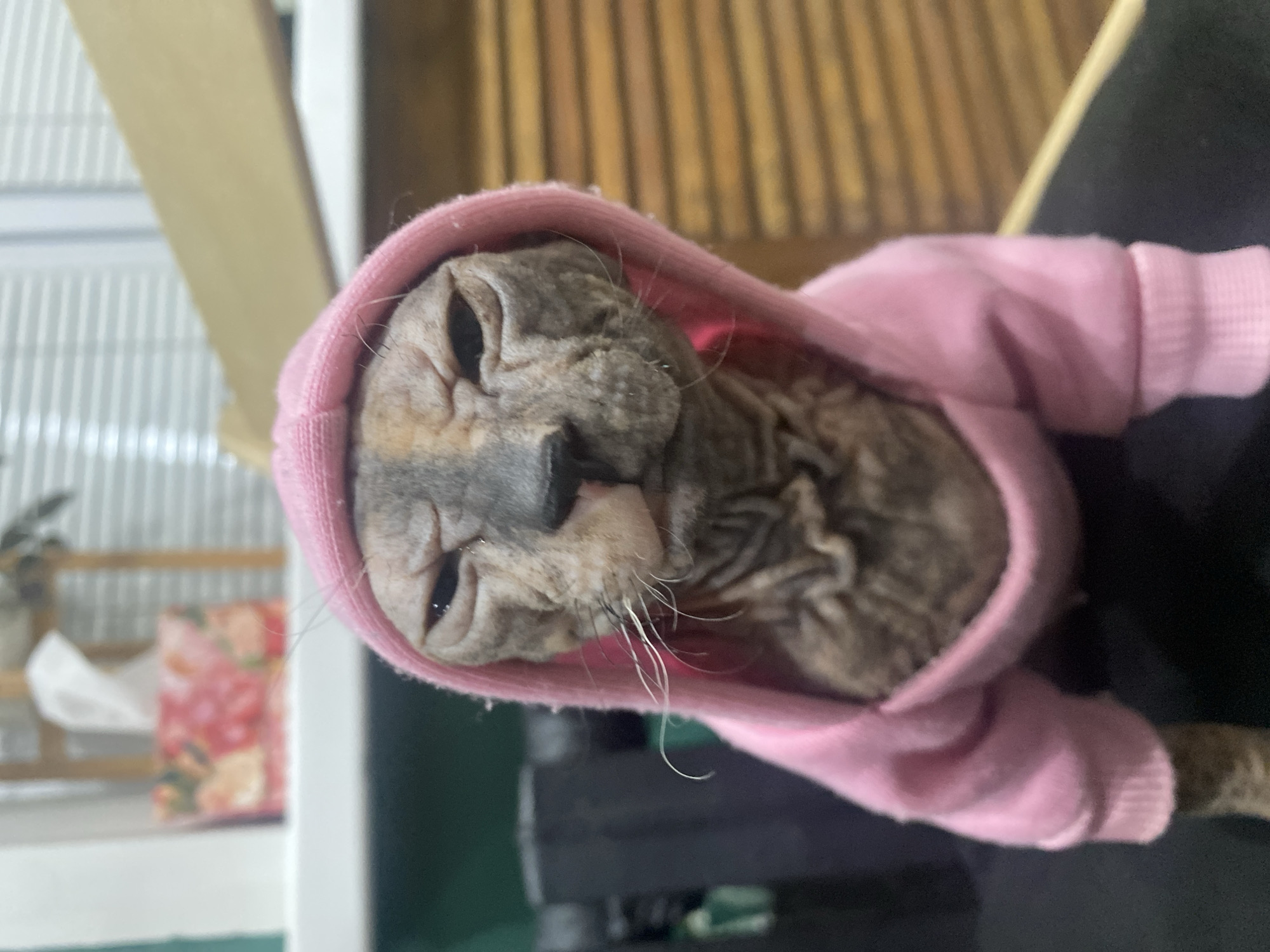 Hairless cat in pink hoodie photographed in Kazan