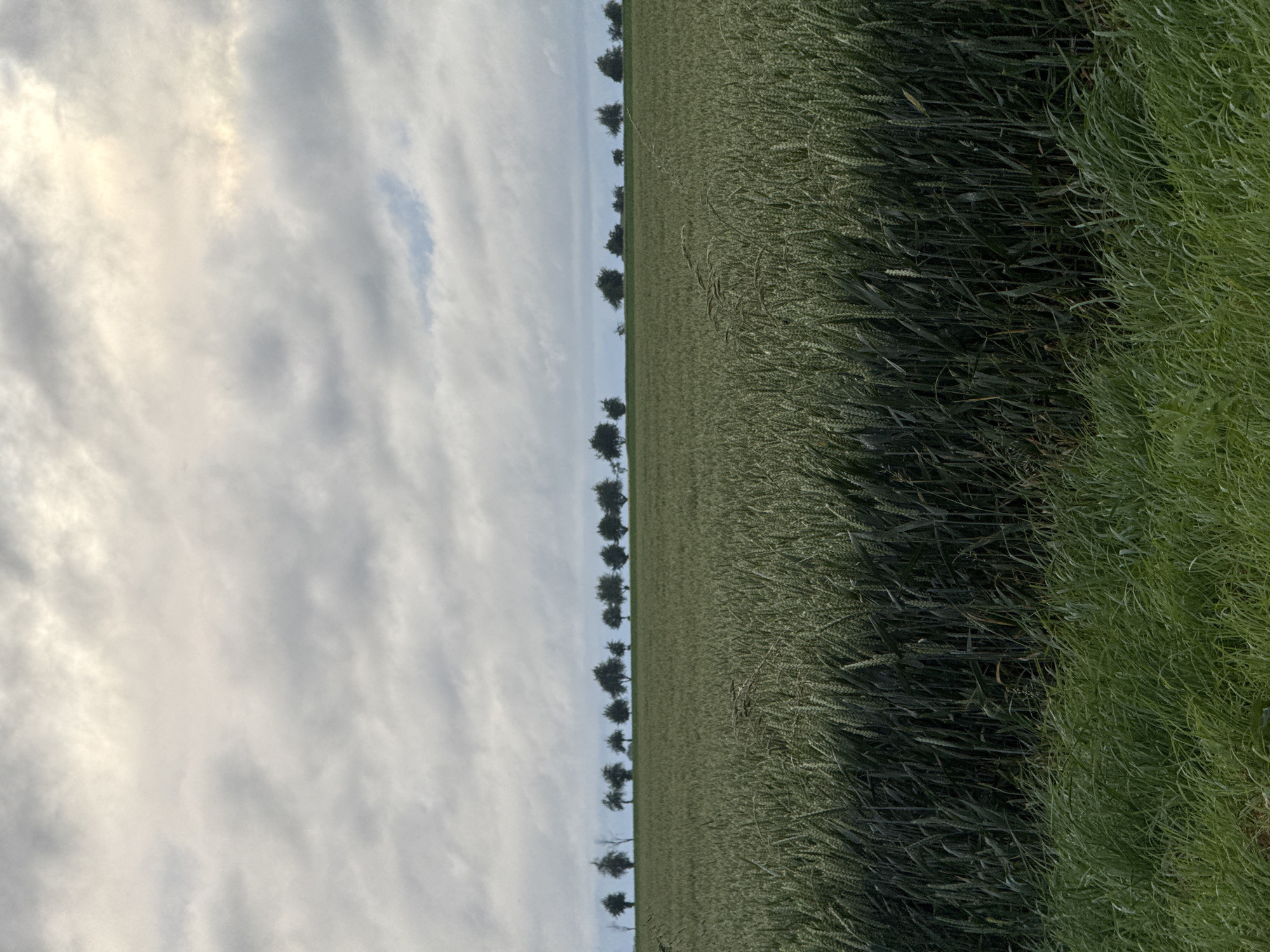 Quiet countryside moment captured in Moyvillers, France
