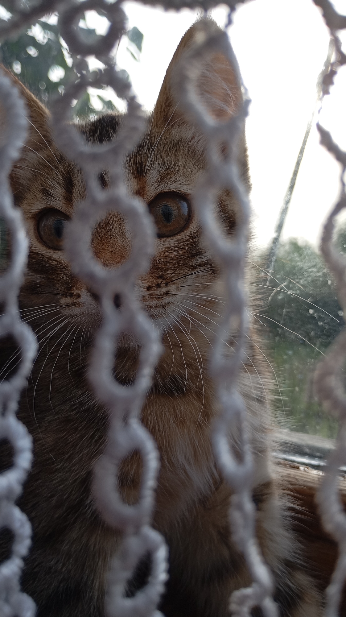 Two kittens, two close-ups, one cozy Russian interior