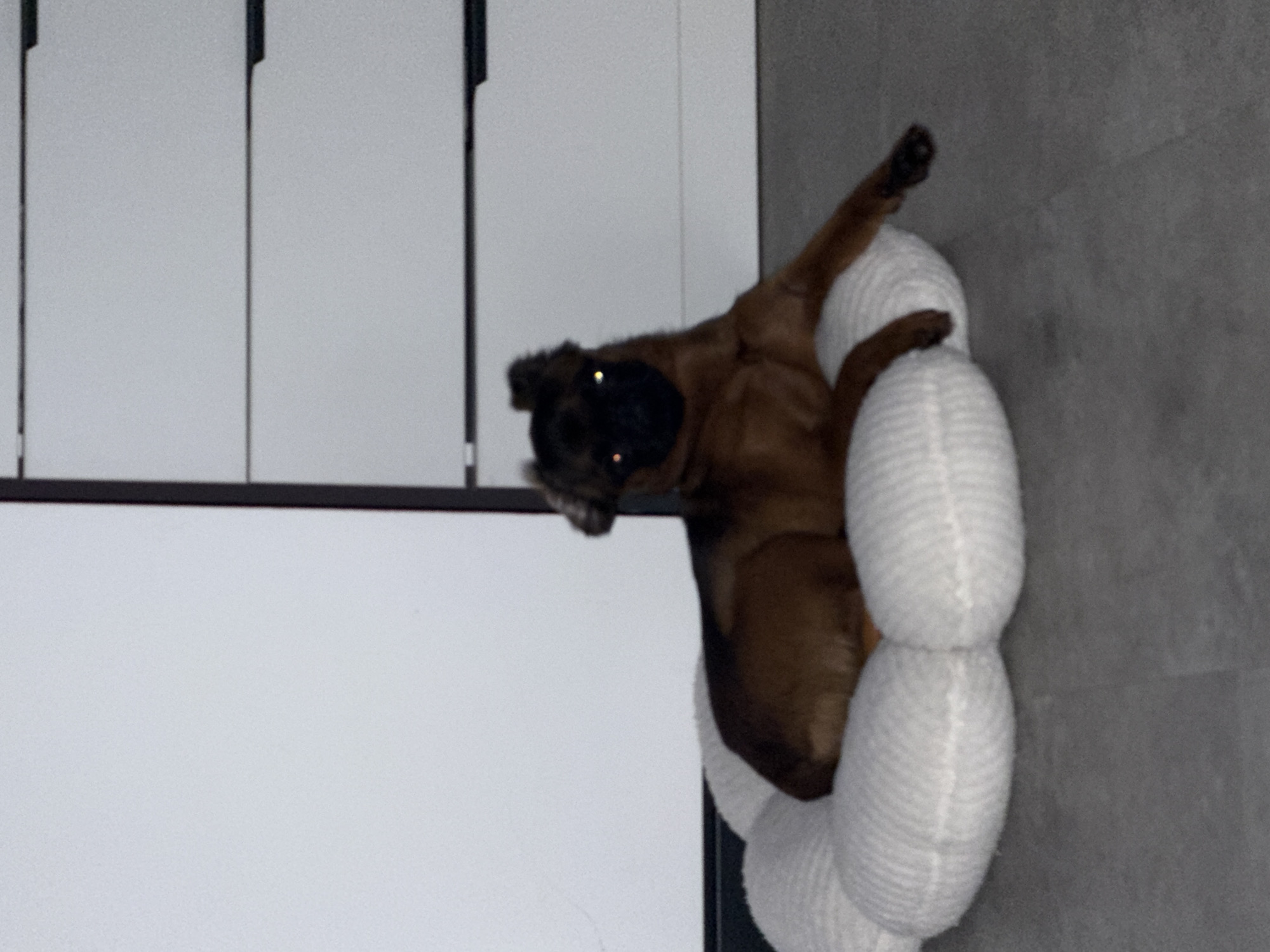 Brown dog chilling on a flower-shaped bed in Saint Petersburg