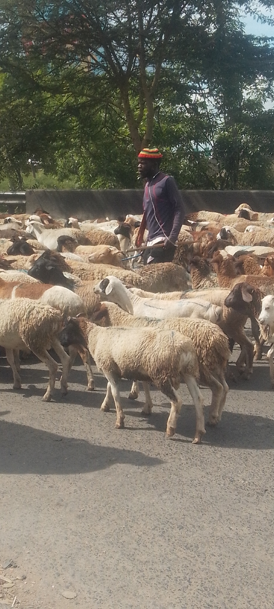 Shepherd herds sheep flock through Nairobi streets