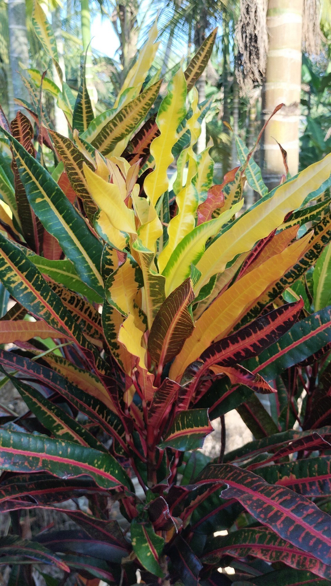 Tropical garden life in Lhokseumawe: plants, flowers, and chicks