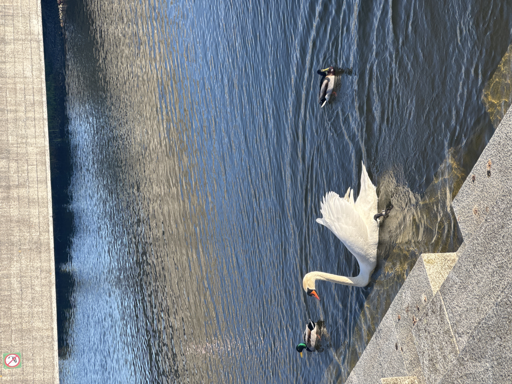 Swan spotted in Copenhagen waterway on sunny afternoon