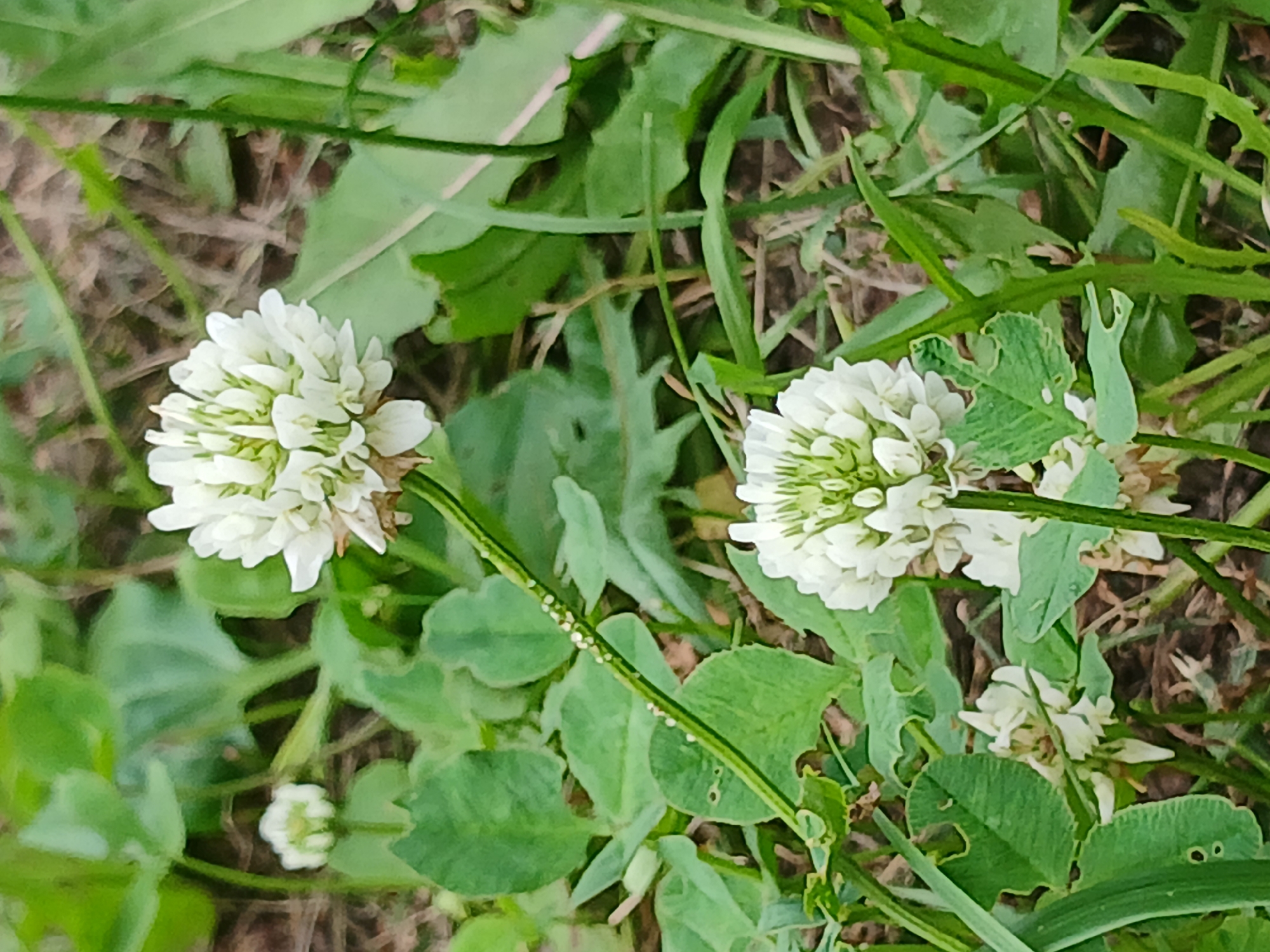 Wildflowers, greenery, and a quiet Kazan park morning
