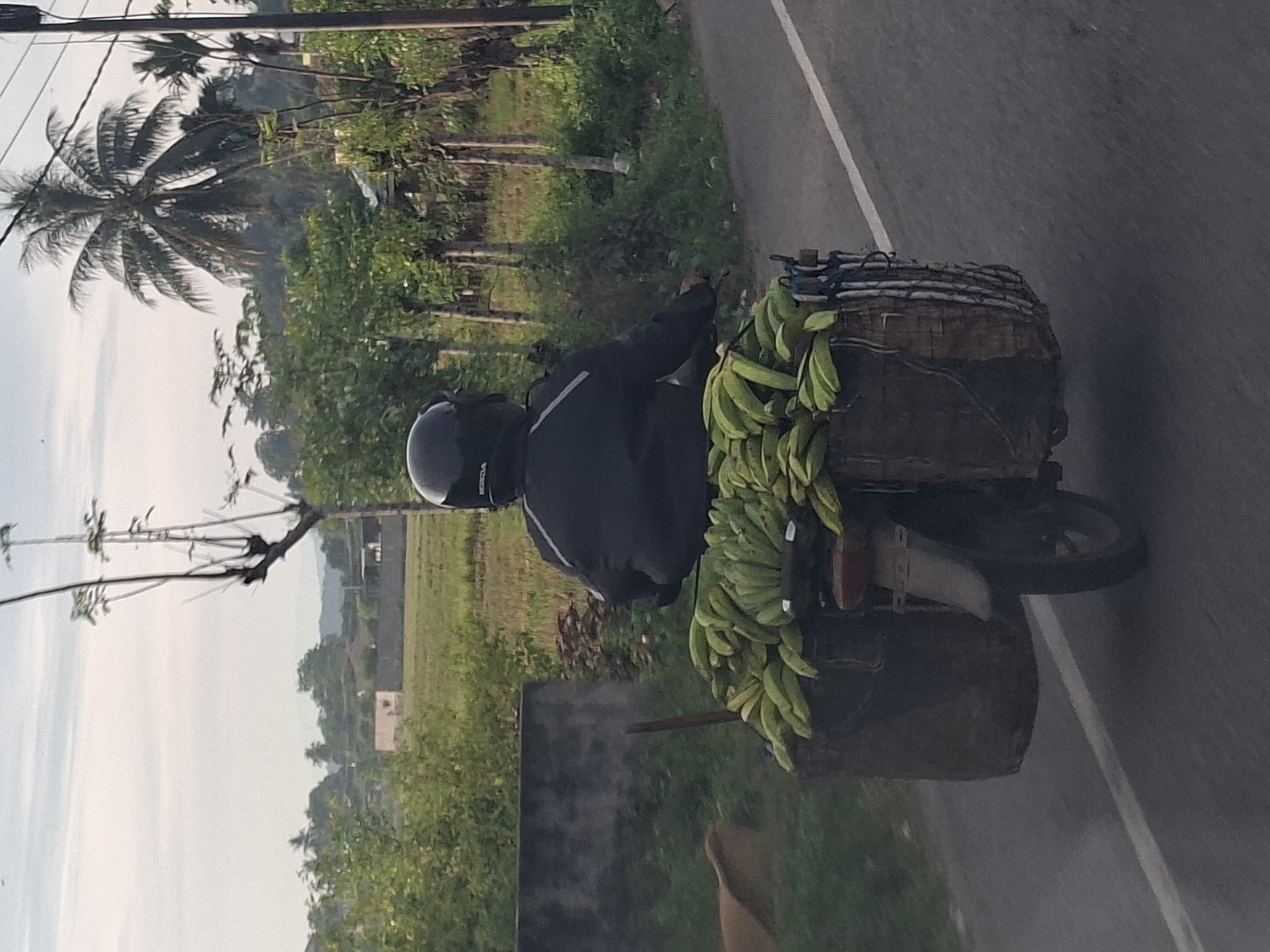 Green banana haul by motorcycle in rural Indonesia
