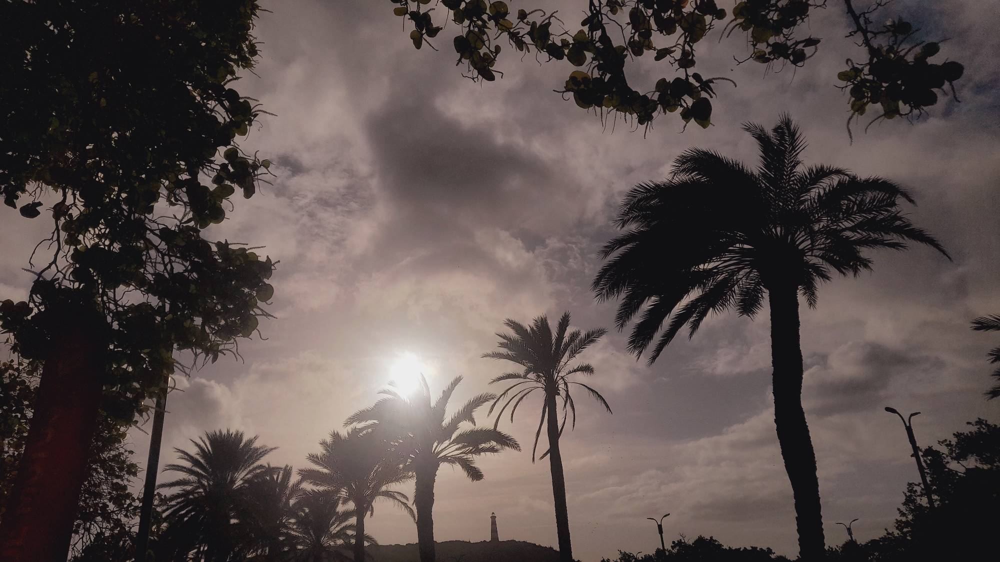 Scooter rentals and palm silhouettes at dusk in Pedro González