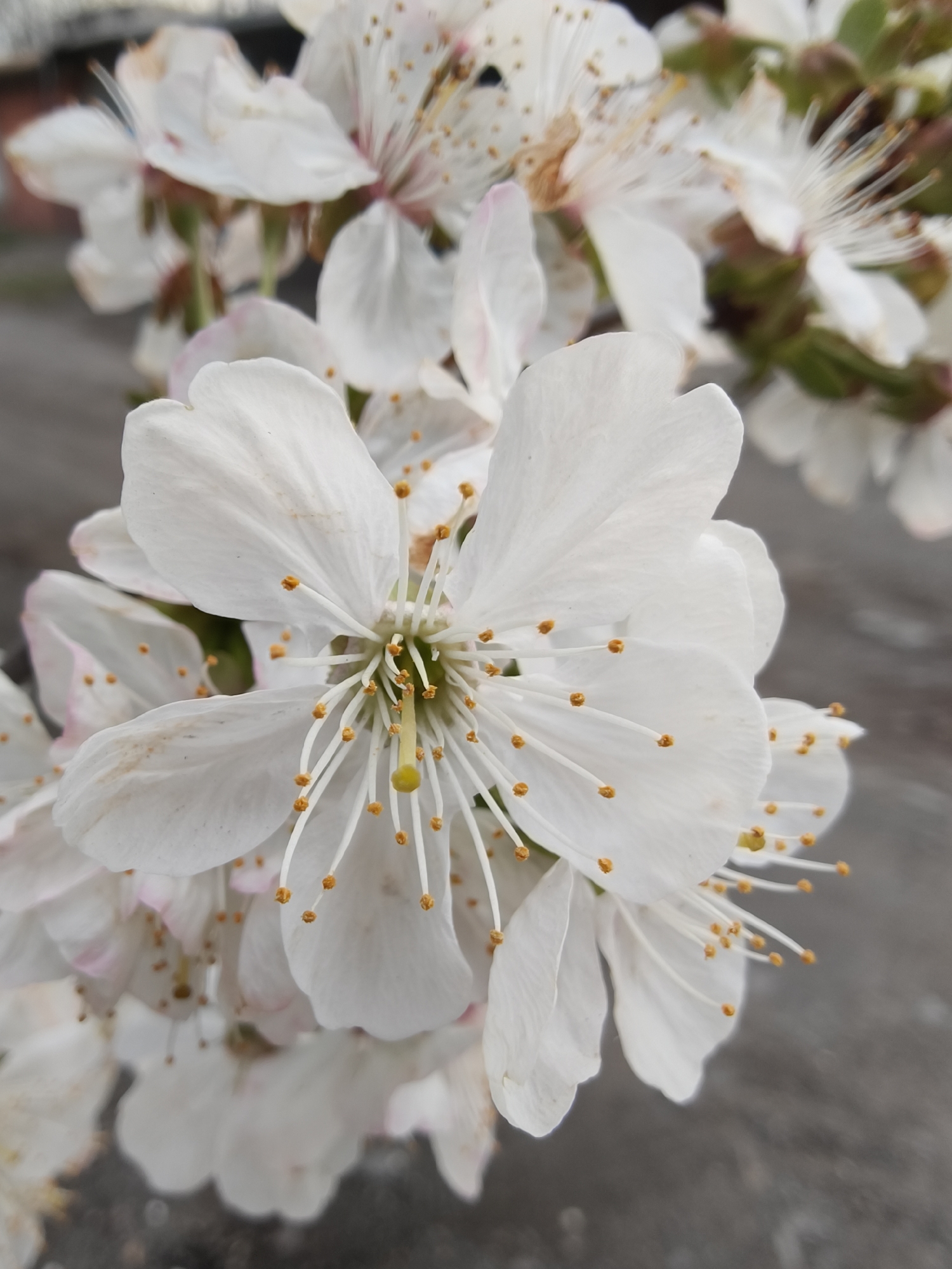Spring blooms captured across Kryvyi Rih, Ukraine