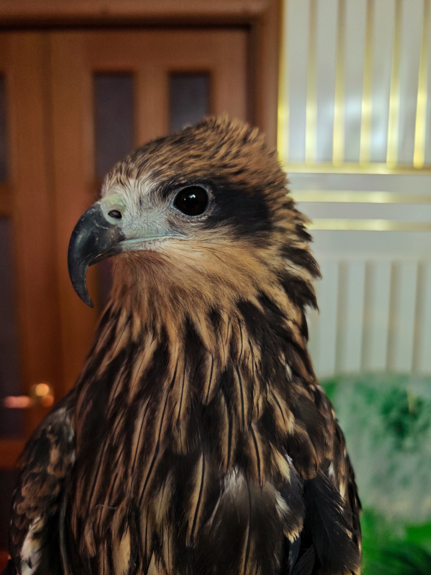 Raptors, cats, and tropical fish in close-up detail