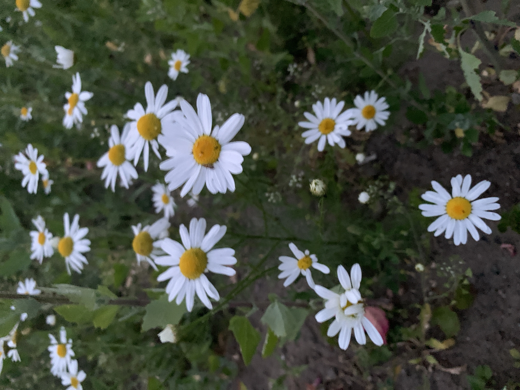 Wildflowers, a soda can, and a construction site in Noginsk