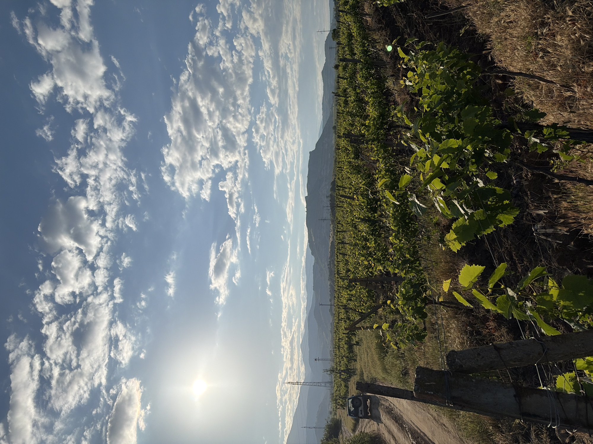 Vineyard landscape documented by witnesses over three minutes