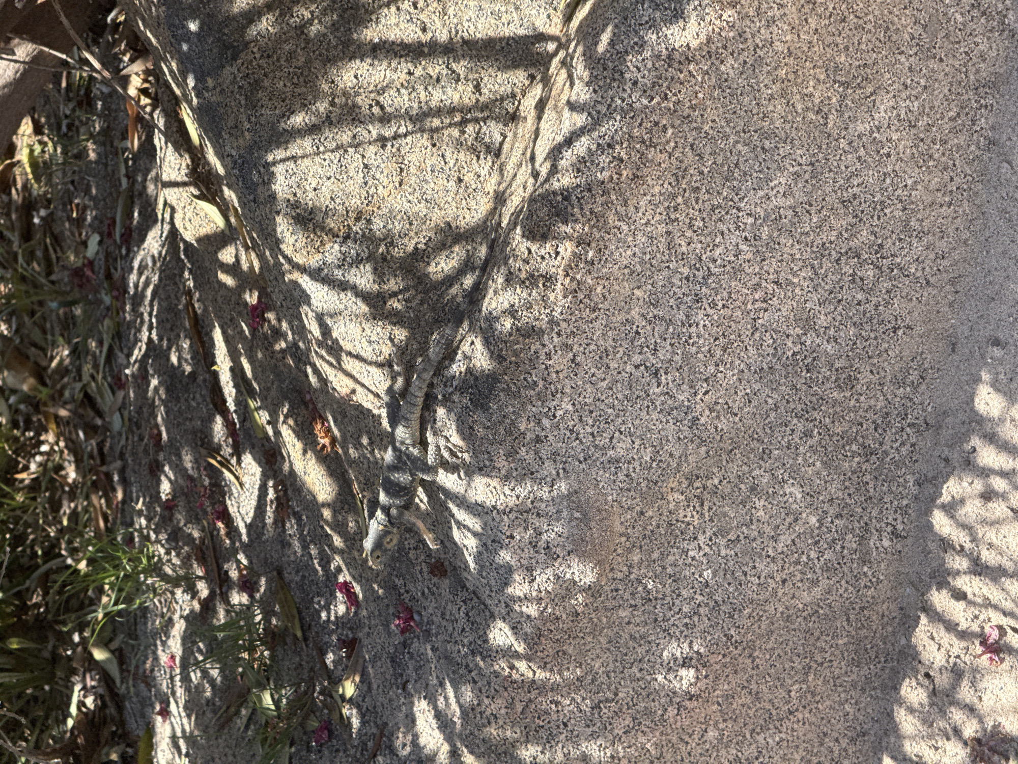 Lizard spotted on stone near flowering bush in Kos