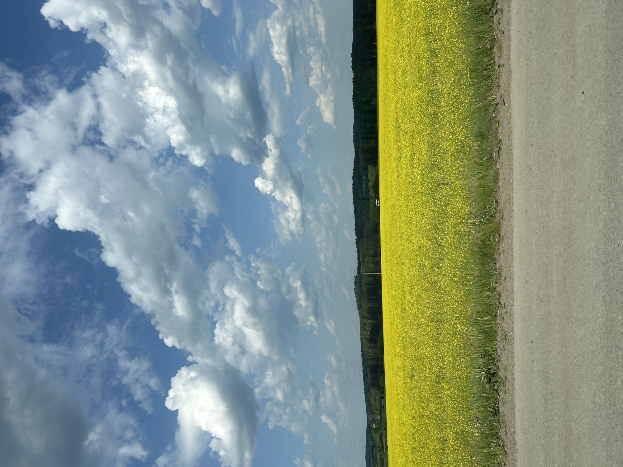 Yellow flowering field captured alongside road in Zvyozdny, Russia