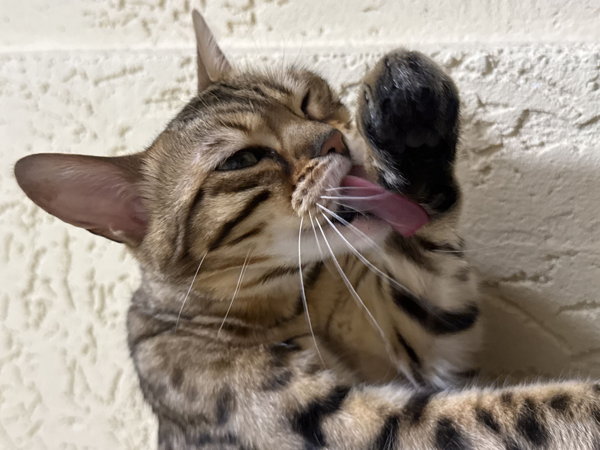 Bengal cat at home in Partenit, caught in everyday moments