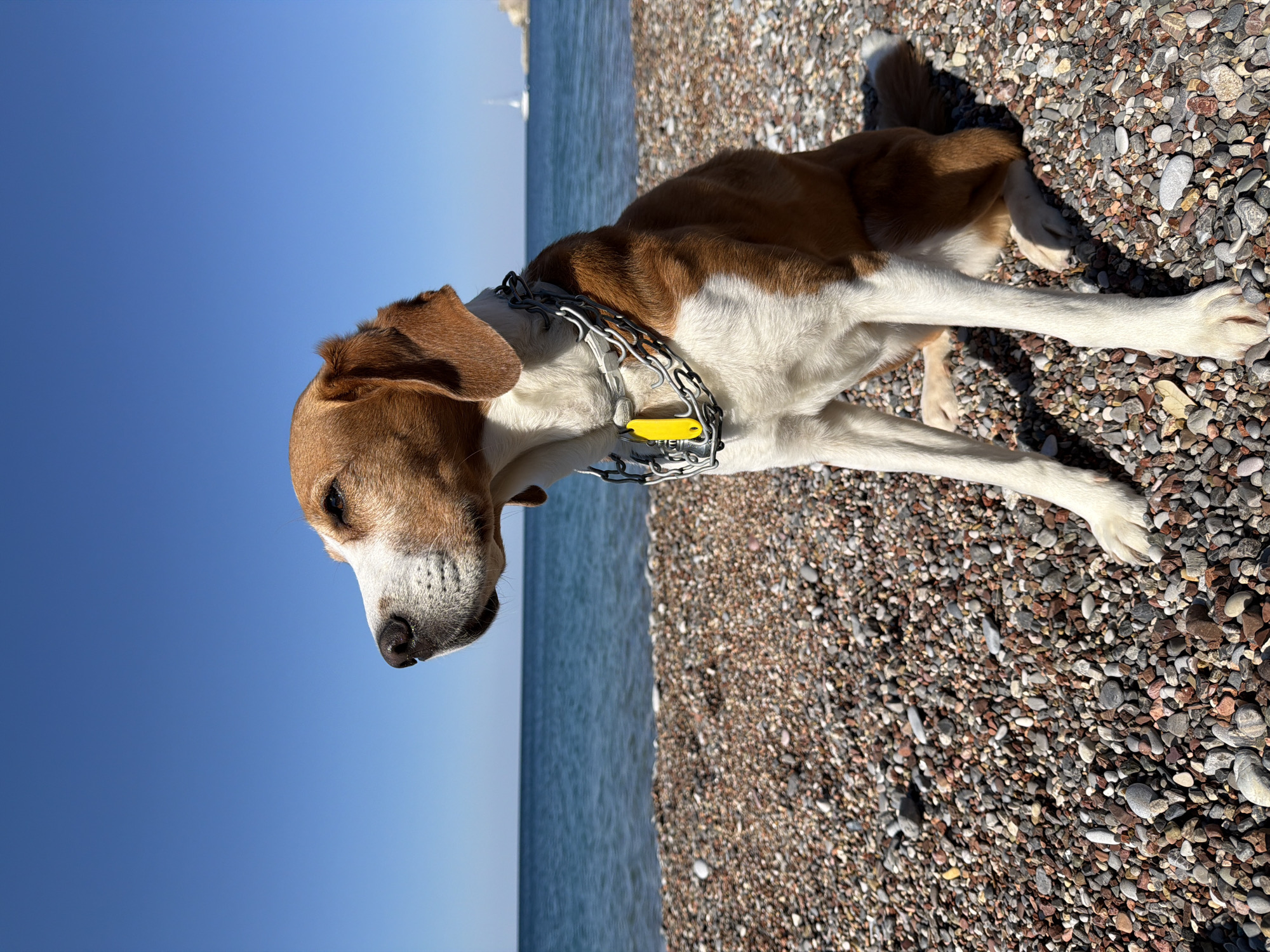 Dog plays on pebble beach in Montenegro coastal town