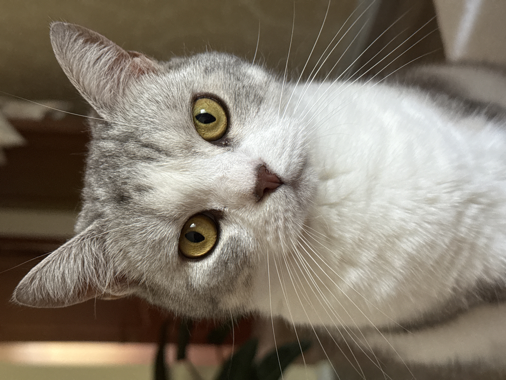 Lazy morning at home with a cat, plus a few errands out