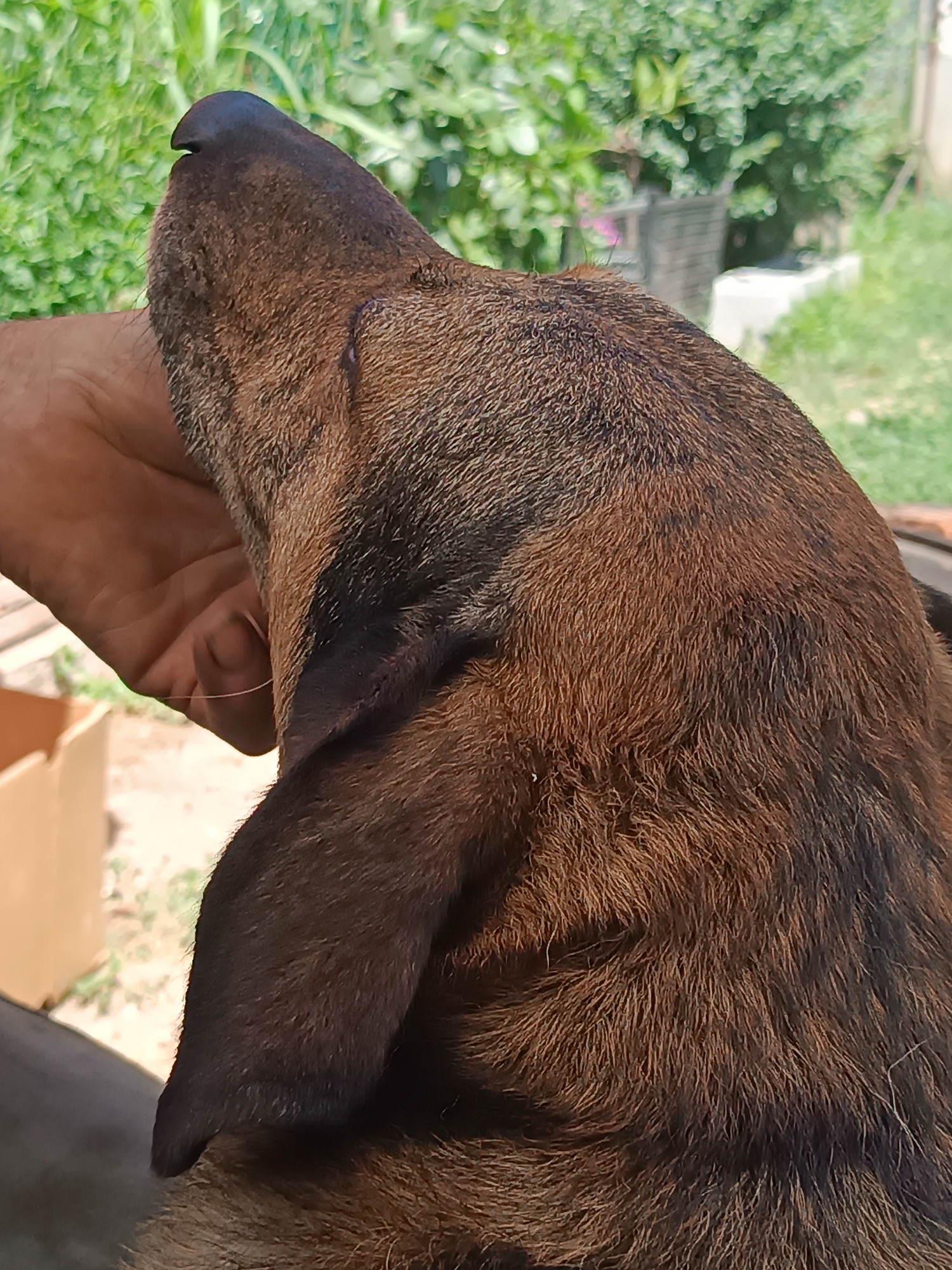 Quiet morning moments captured in Viadana: pets, flowers, workshop