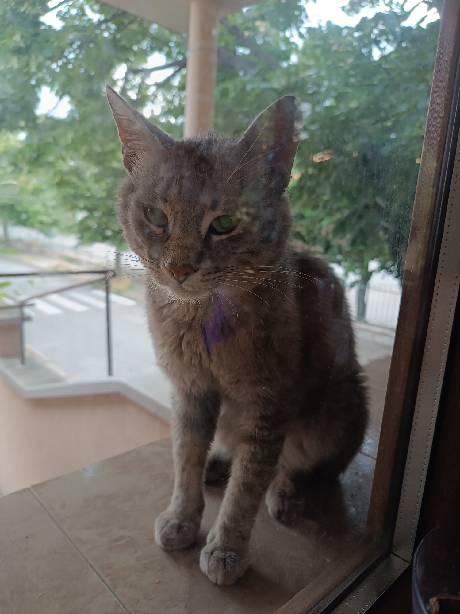 Grey tabby cat spotted on windowsill in Sliven, Bulgaria